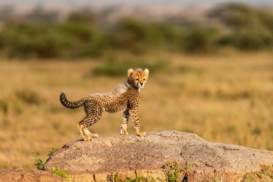A cheetah cub stands watchfully on a large rock in the foreground of a wide, golden savanna landscape under gentle light, while the background softly blurs.