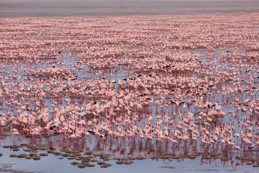 Numerous pink flamingos stand closely together in the shallow, reflective water of Lake Natron. At the bottom, some green algae islands can be seen.