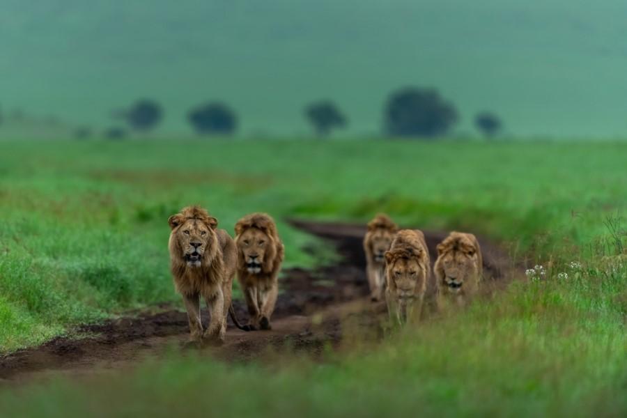 Five lions walk side by side along a narrow path through the lush green grass of the vast savanna. Blurred trees can be seen in the background. The scene looks majestic and peaceful.