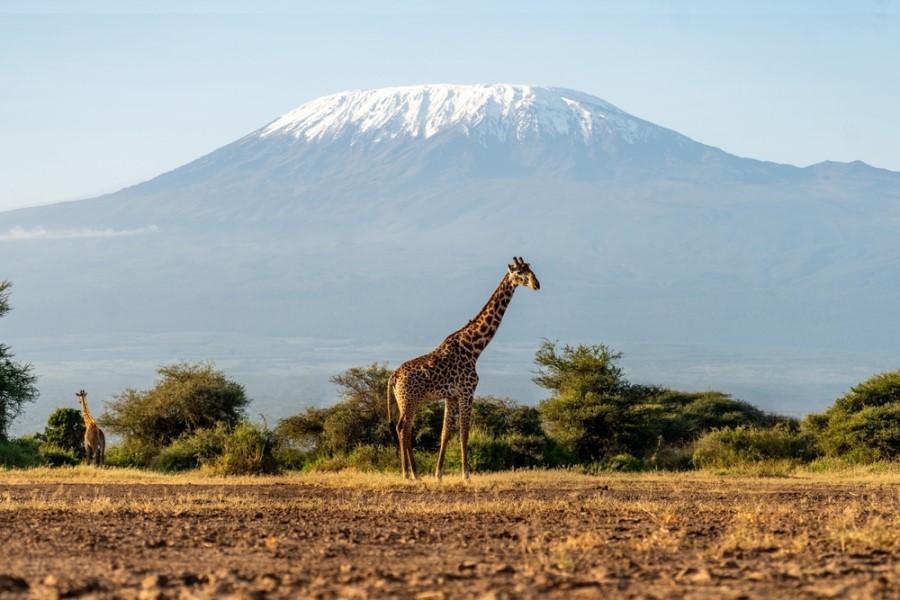 In front of the powerful, snow-covered peak of Kilimanjaro, a large giraffe stands in the foreground on a dry, grassy plain, while another can be seen in the background near some green bushes.