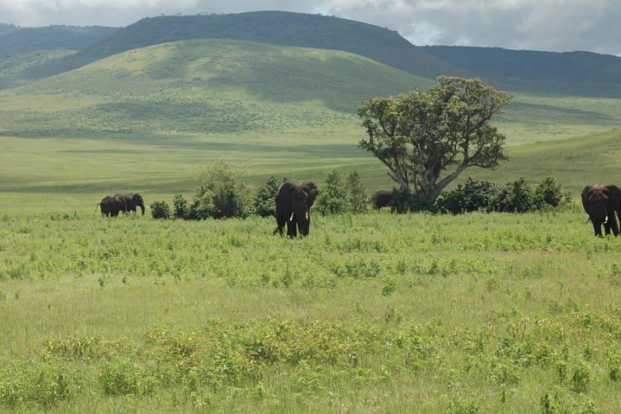 Green savanna landscape in the Ngorongoro Crater, Tanzania. Five elephants are scattered across a wide plain. A large tree stands out on the right, hills rise in the background under a cloudy sky.