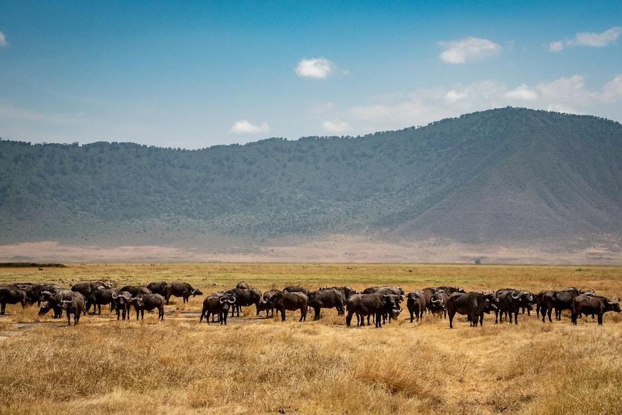 A herd of buffalo stands on a dry field in the foreground, with green hills rising behind. A perfect backdrop for a family holiday in Zanzibar. The sky is blue with a few clouds.