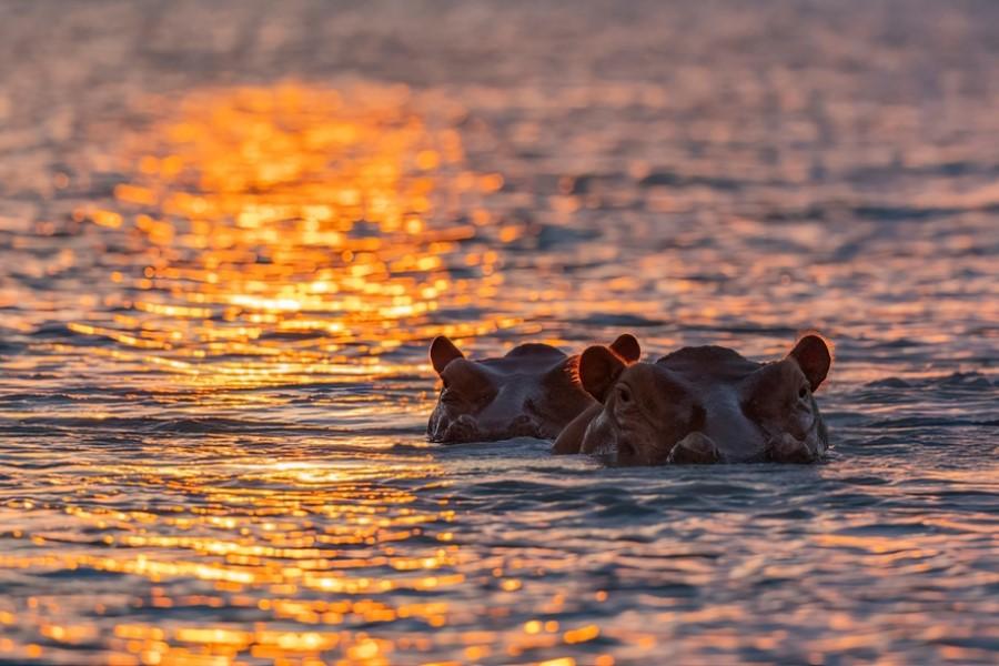 Two hippopotamuses swim in a lake, with only their heads visible. The water glimmers orange in the sunset, reflecting off the surface.