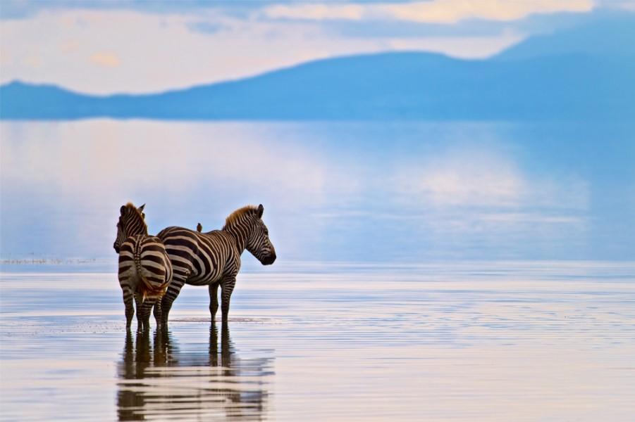 Two zebras are standing in the water of Lake Manyara. In the background, a cloudy sky stretches over hills that blur into different shades of blue.