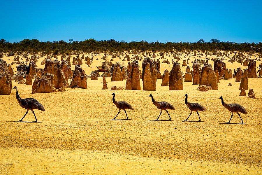 Pinnacles Desert in Australia