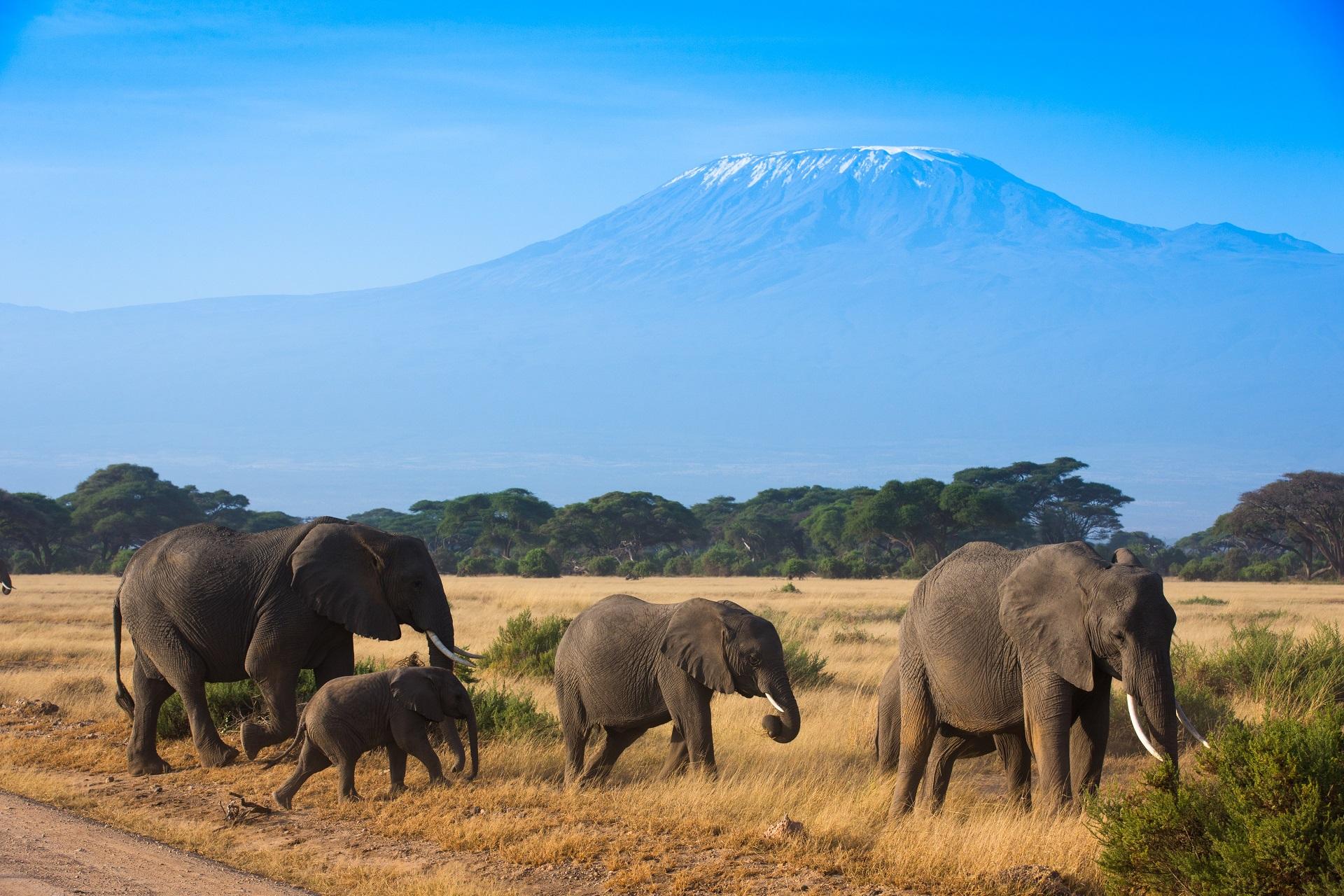 Kenya, Elephants, National Park