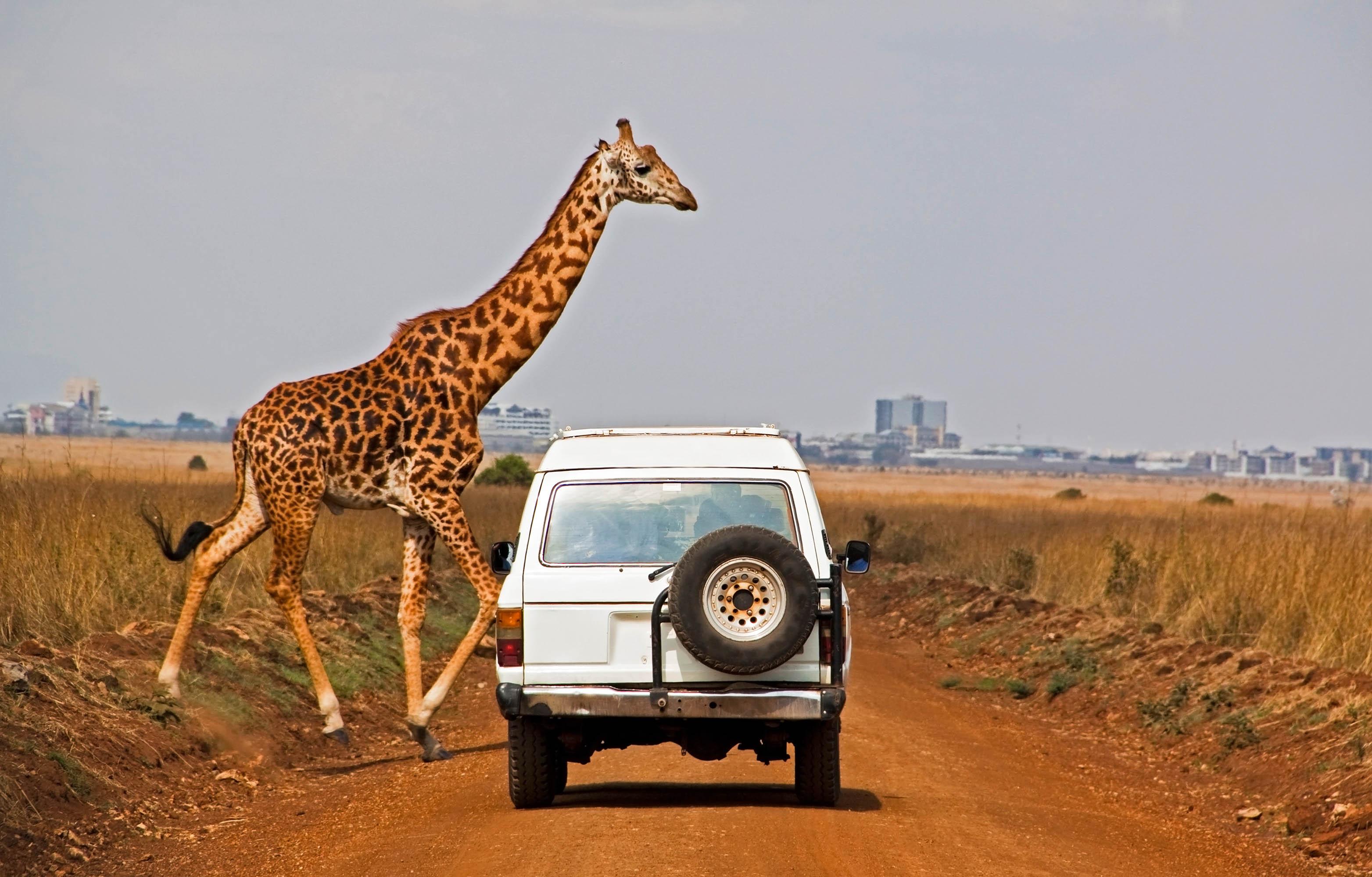 Kenya, Nairobi, Nairobi National Park, Giraffe, Safari