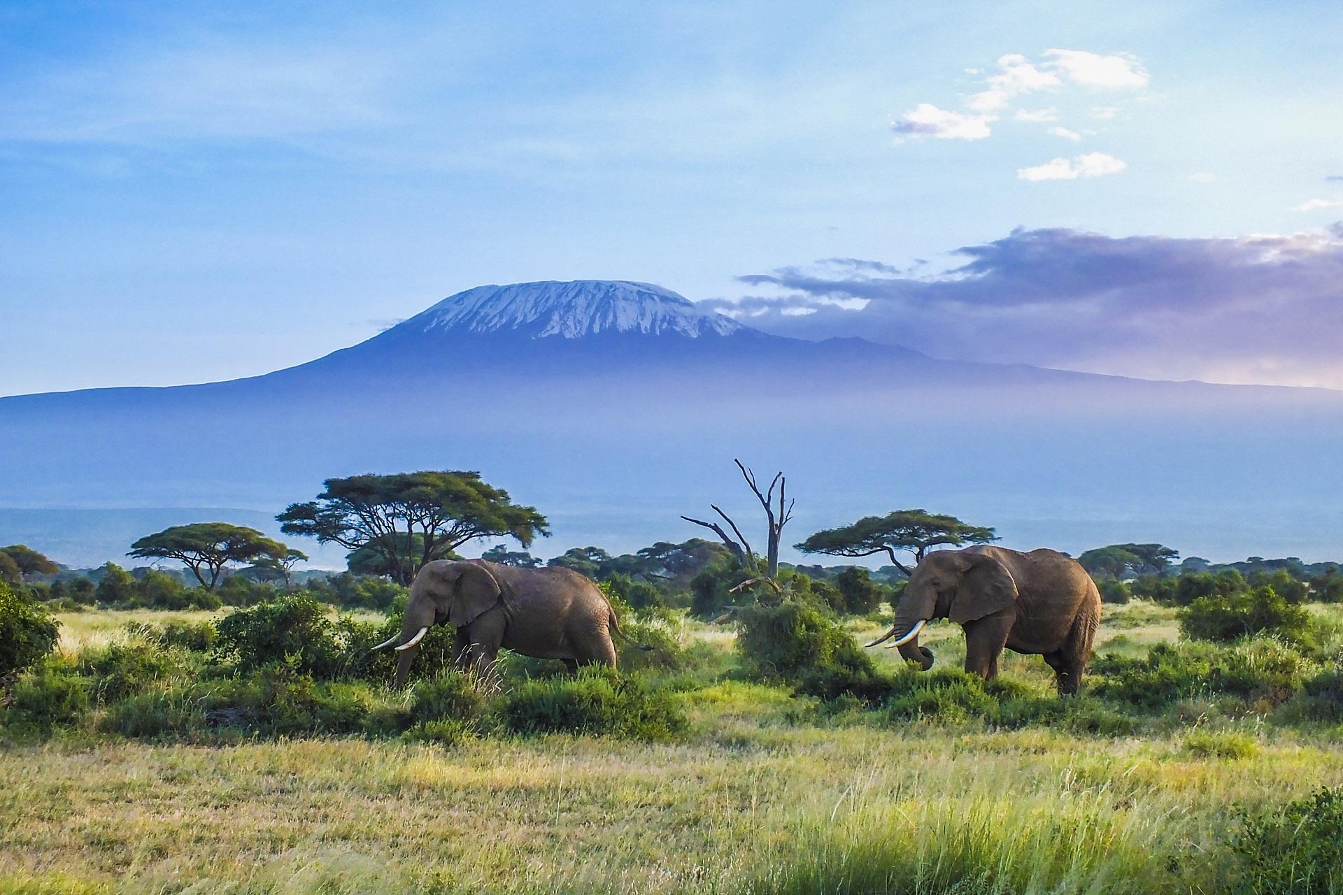 Elephants in Kenya