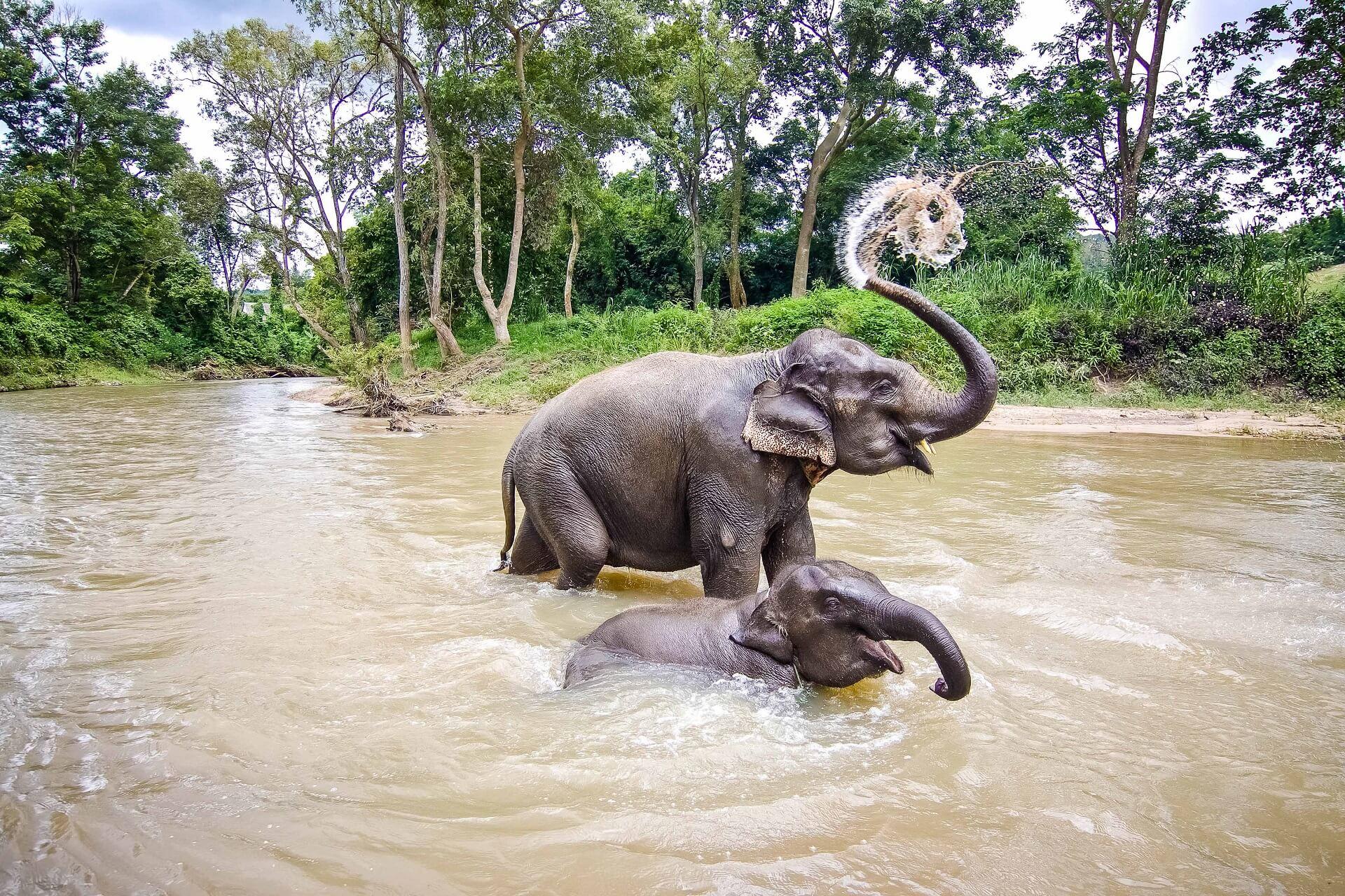 Two happy elephants splash and play in the water in Thailand.