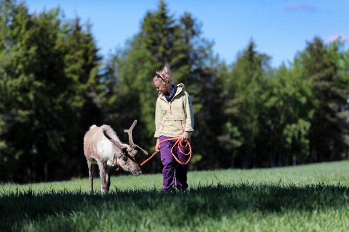 Reindeer in Lapland