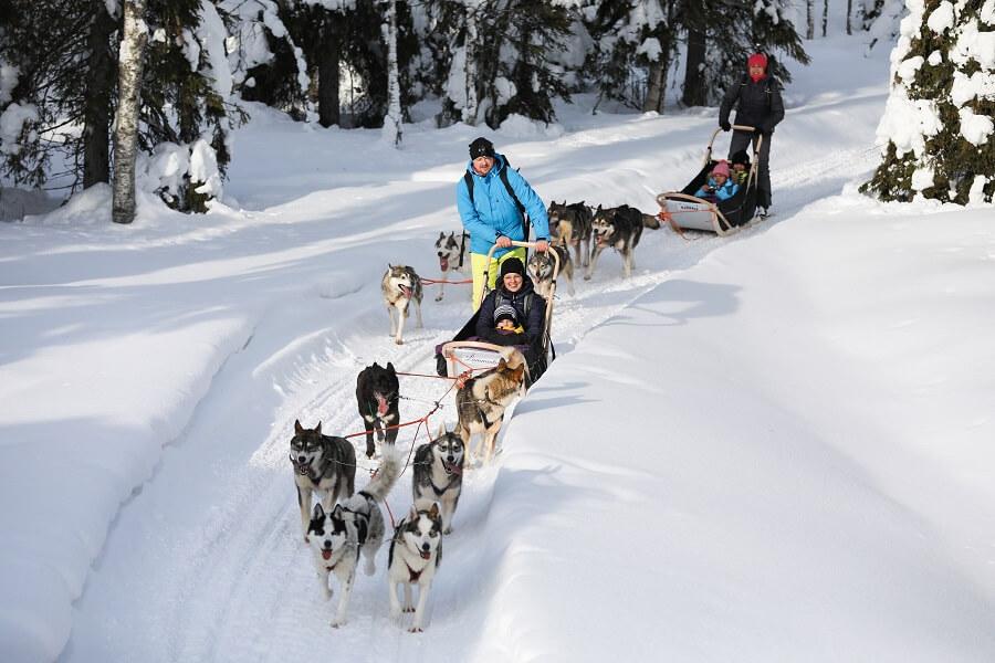 Dog sledding tour in Kuusamo
