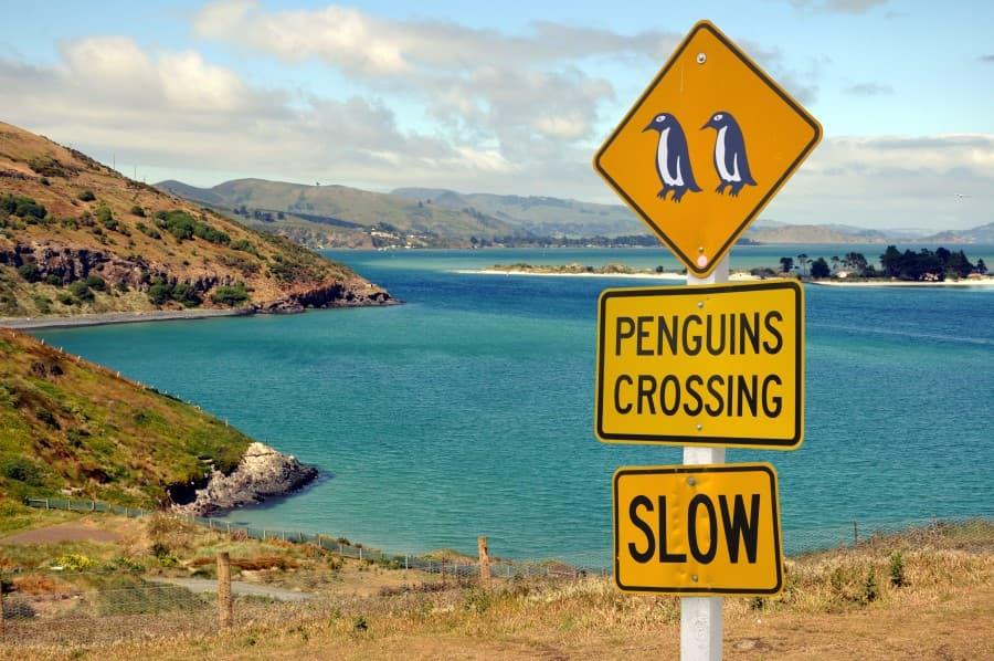 In front of a picturesque backdrop of the Otago Peninsula, warning yellow signs with penguin symbols and the inscription "PENGUINS CROSSING" and "SLOW" alert drivers to the unique opportunity to observe penguins, while in the background gentle hills and the calm, turquoise sea complete the peaceful scene.