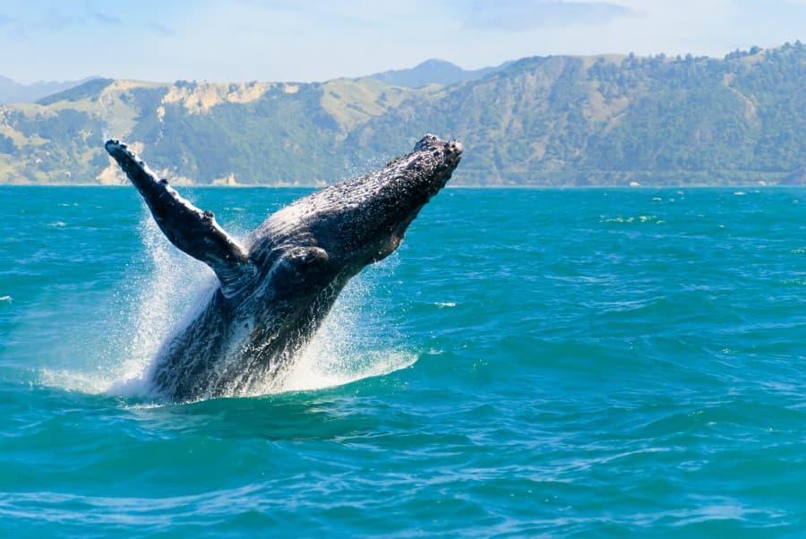 A majestic whale breaches from the turquoise waters before the picturesque backdrop of the green, hilly landscape of New Zealand's South Island, creating a spectacular scene that ranks among the region's impressive natural sights.