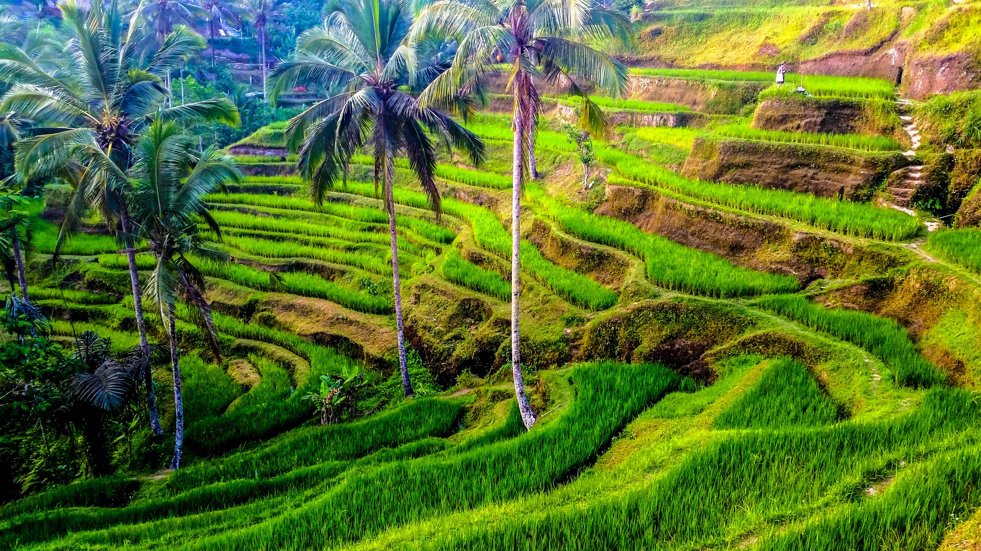Denpasar Rice Terraces Bali