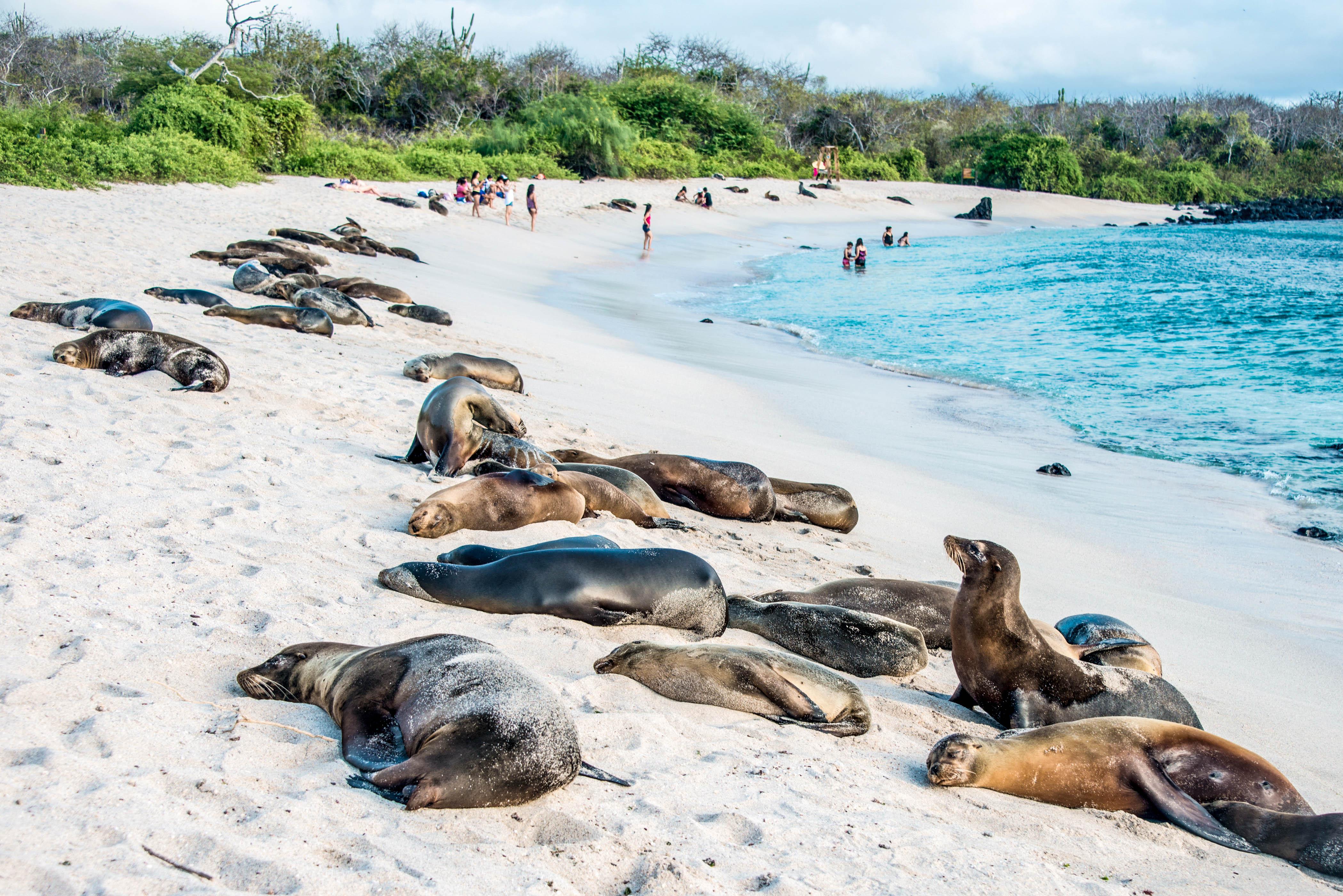 The Galápagos National Park is among the most beautiful national parks in the world