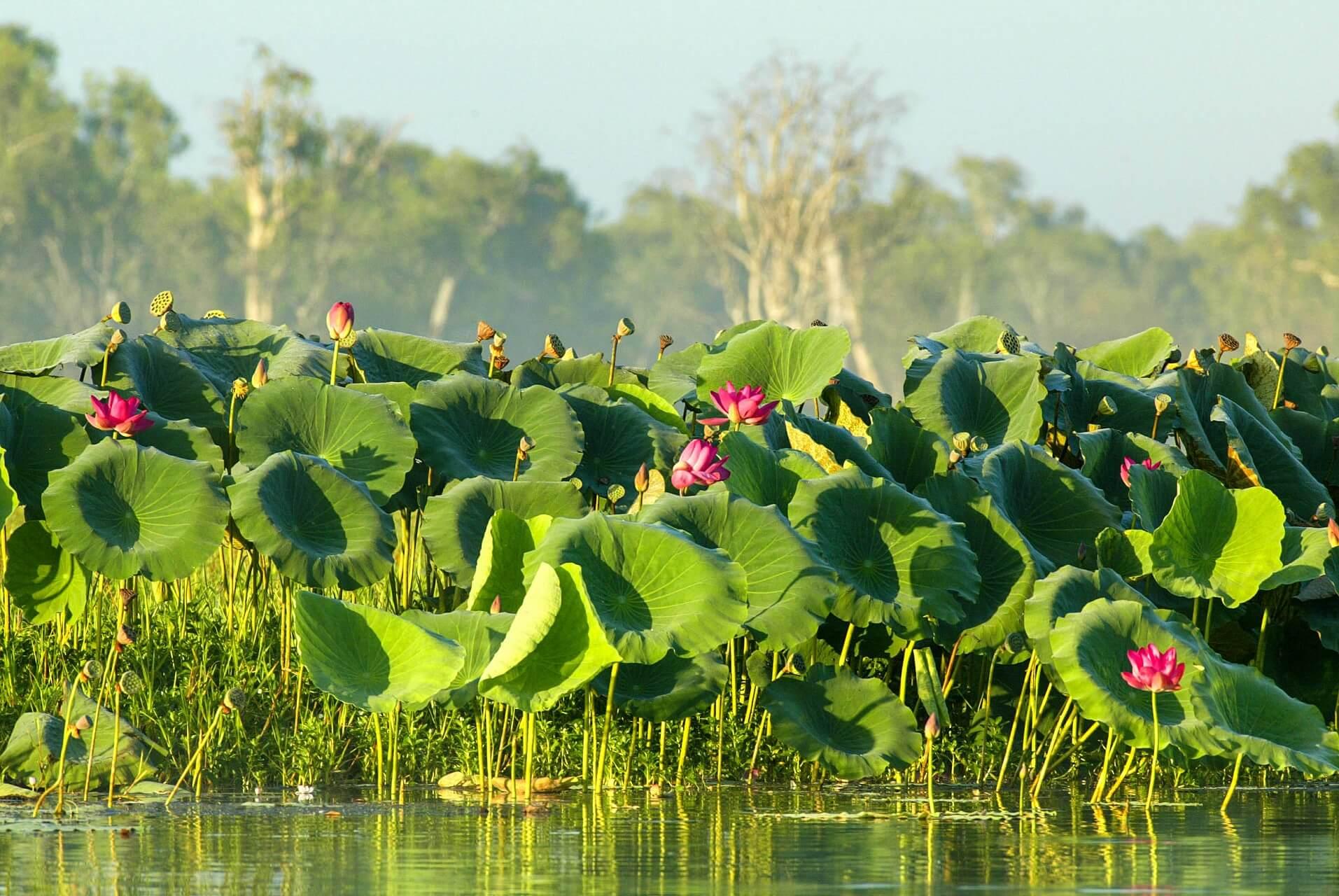 Kakadu National Park in Australia is one of the most beautiful in the world