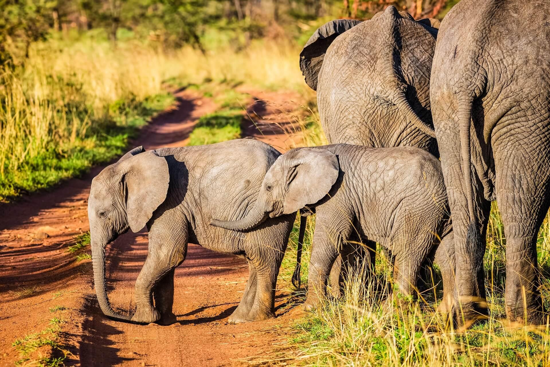 The Serengeti National Park is among the most beautiful national parks in the world
