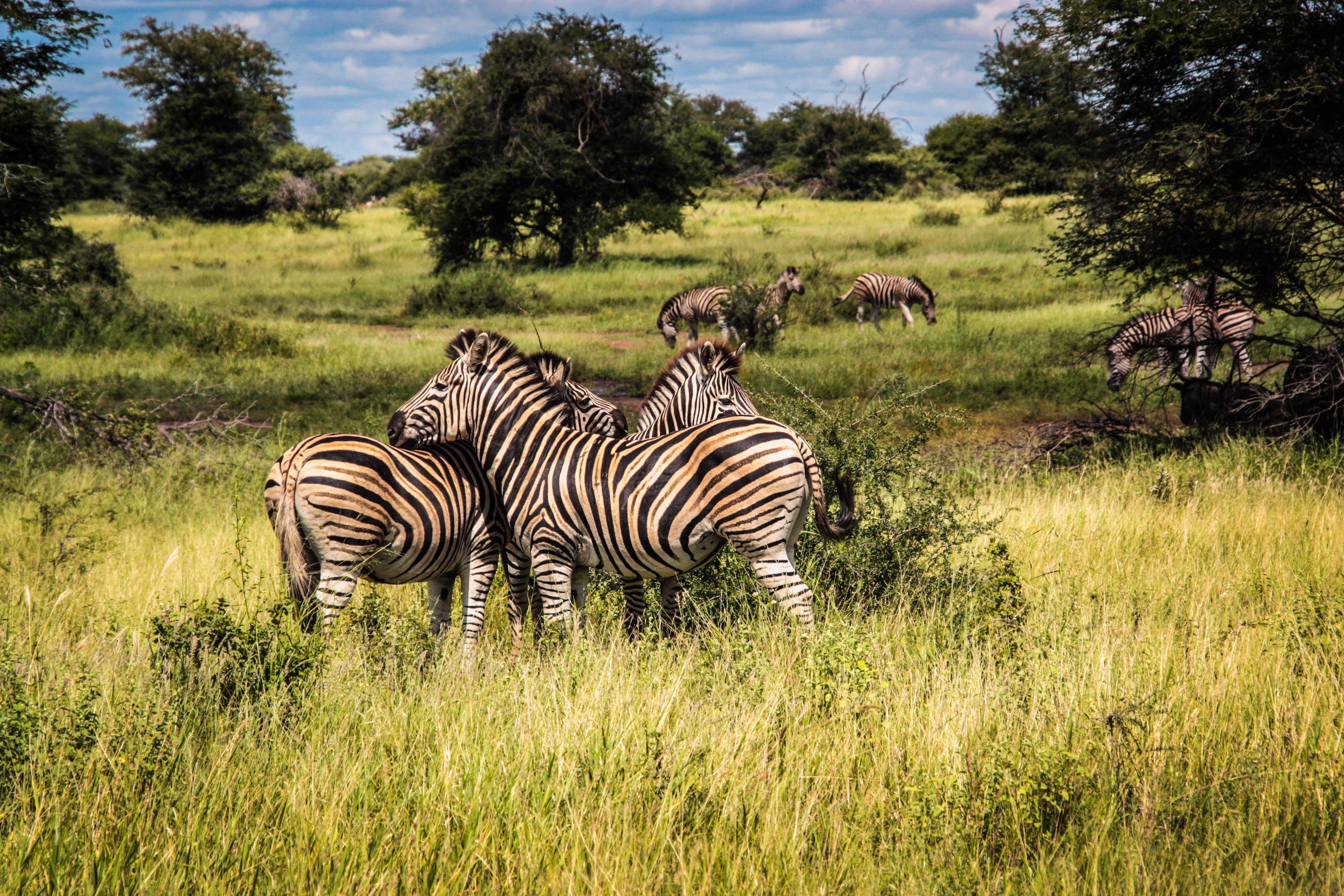 You can see zebras in Kruger National Park, Africa, one of the most beautiful national parks in the world