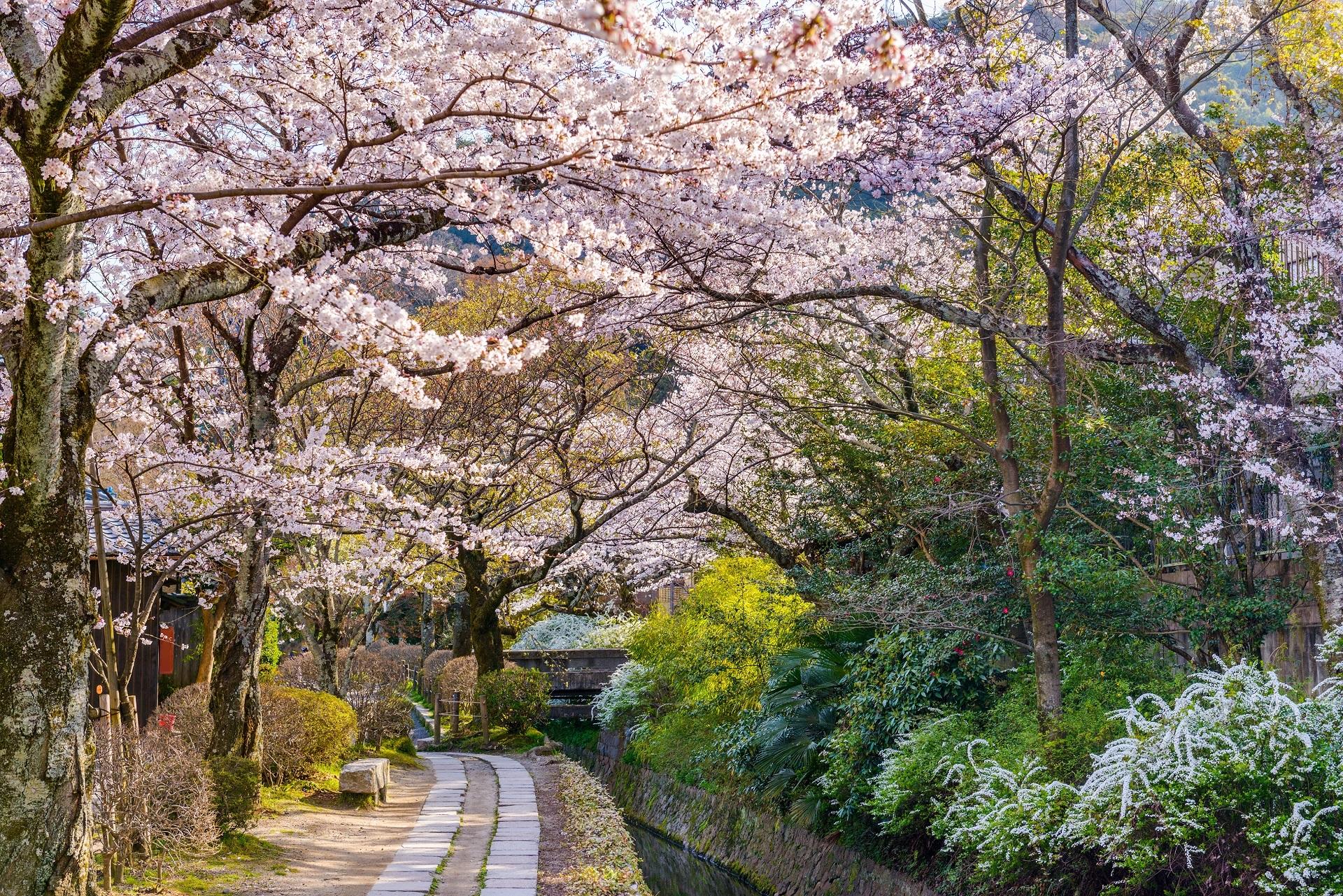 Kyoto Japan Philosopher's Path