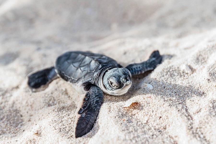 Baby Sea Turtle