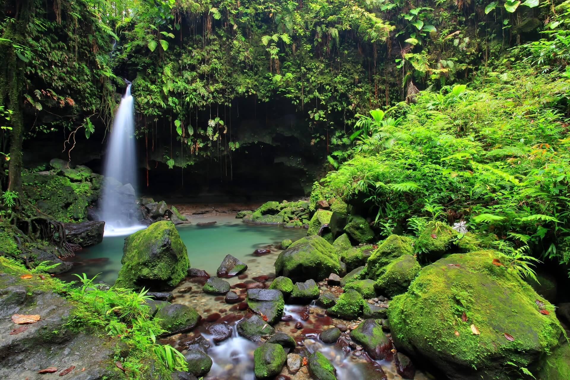 The Emerald Pool in Dominica captivates with its beauty