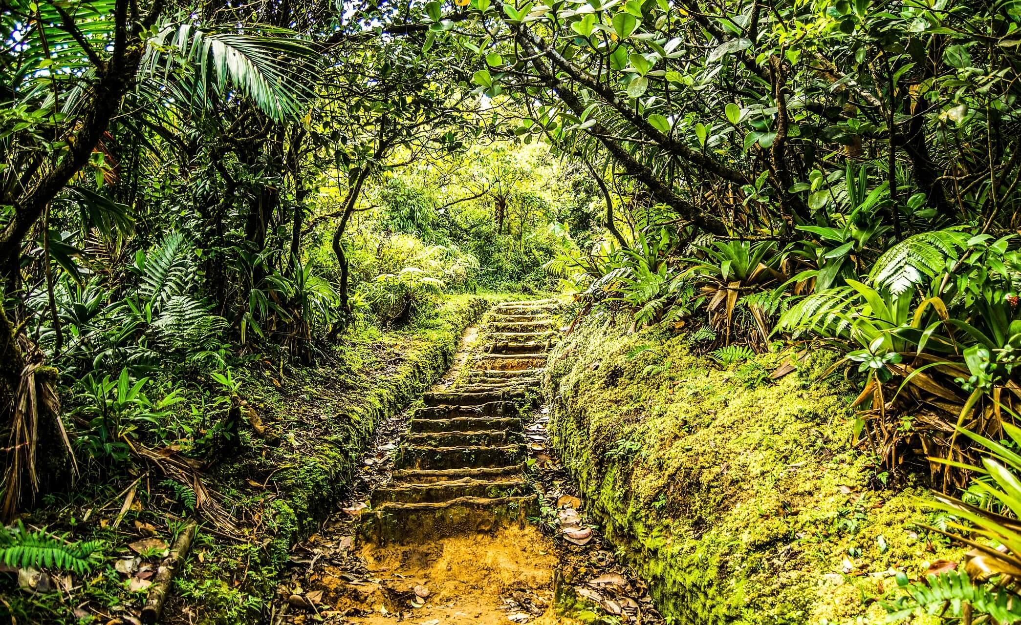 Dominica is home to the first long-distance hiking trail in the Caribbean