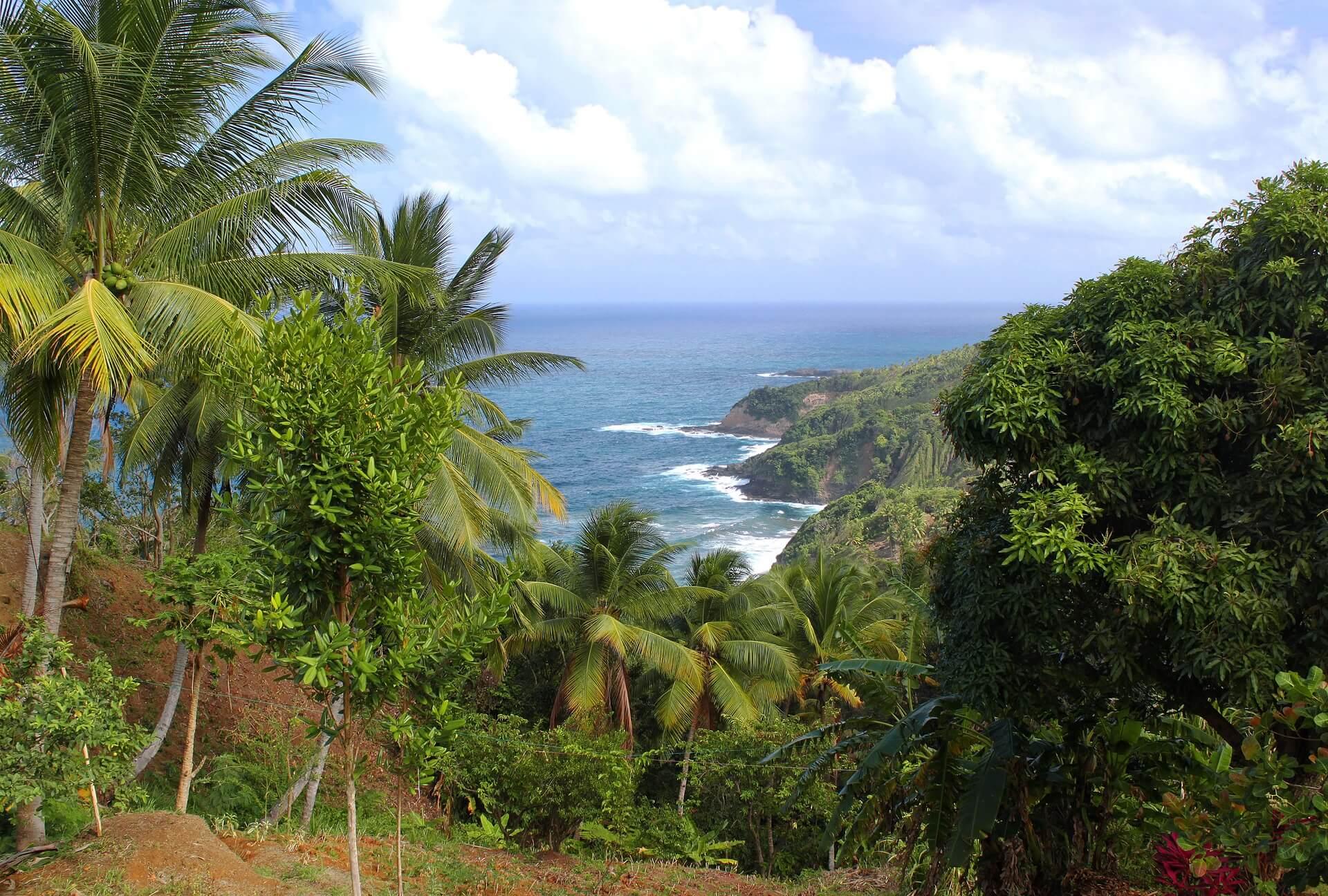 The landscape of Dominica is characterized by dense forests