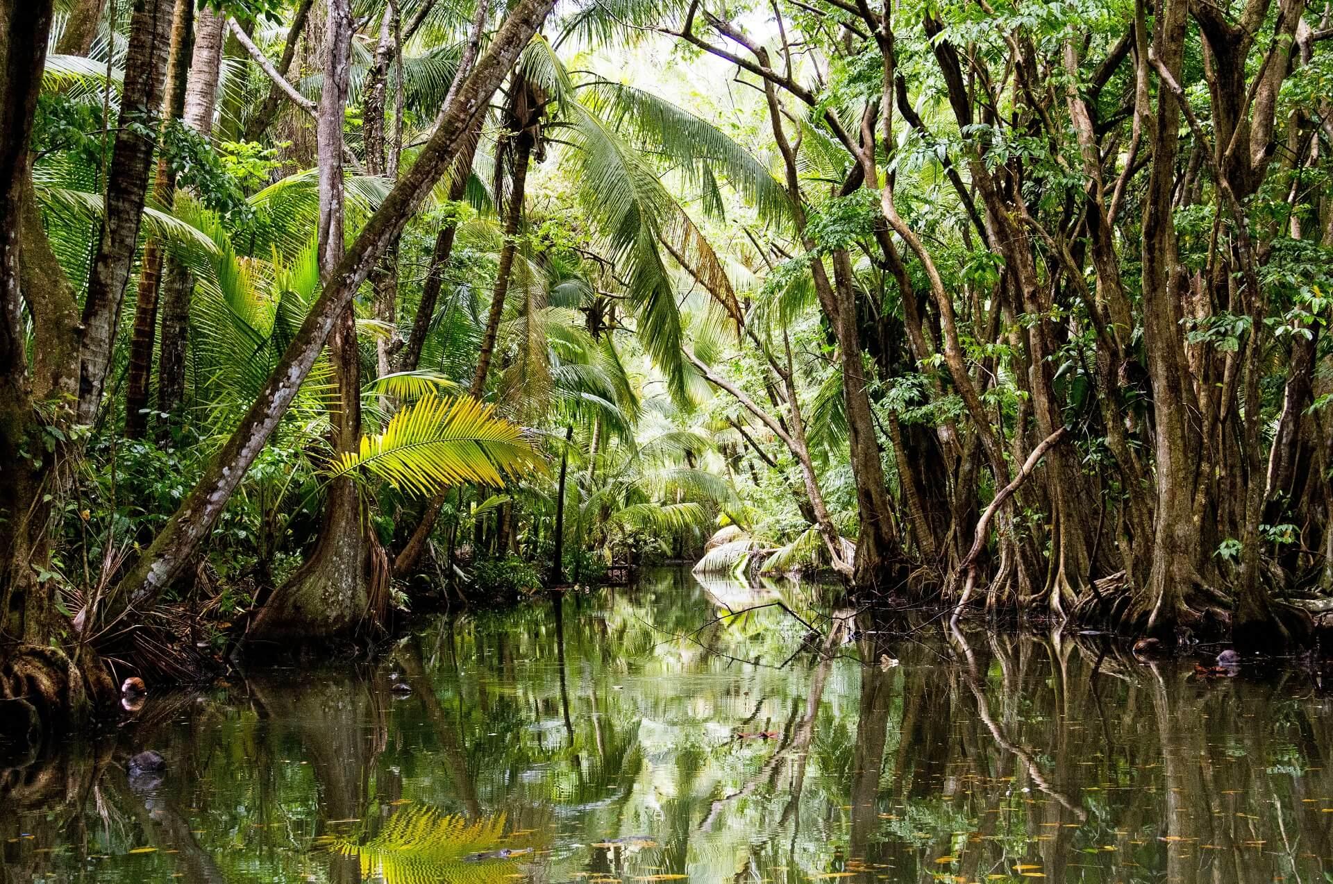The Indian River in Dominica is the only navigable river on the island