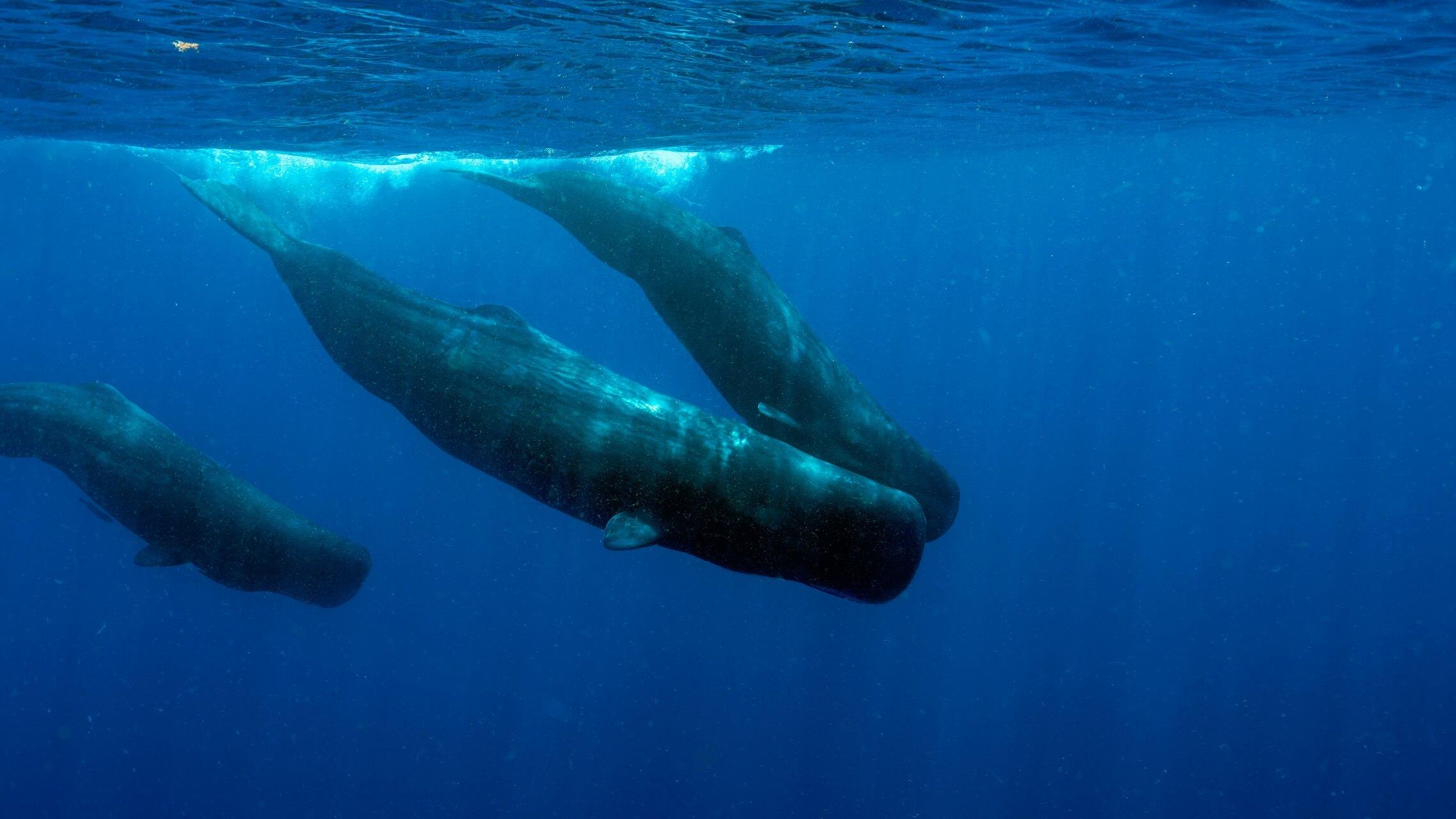On Dominica, you can sometimes see sperm whales