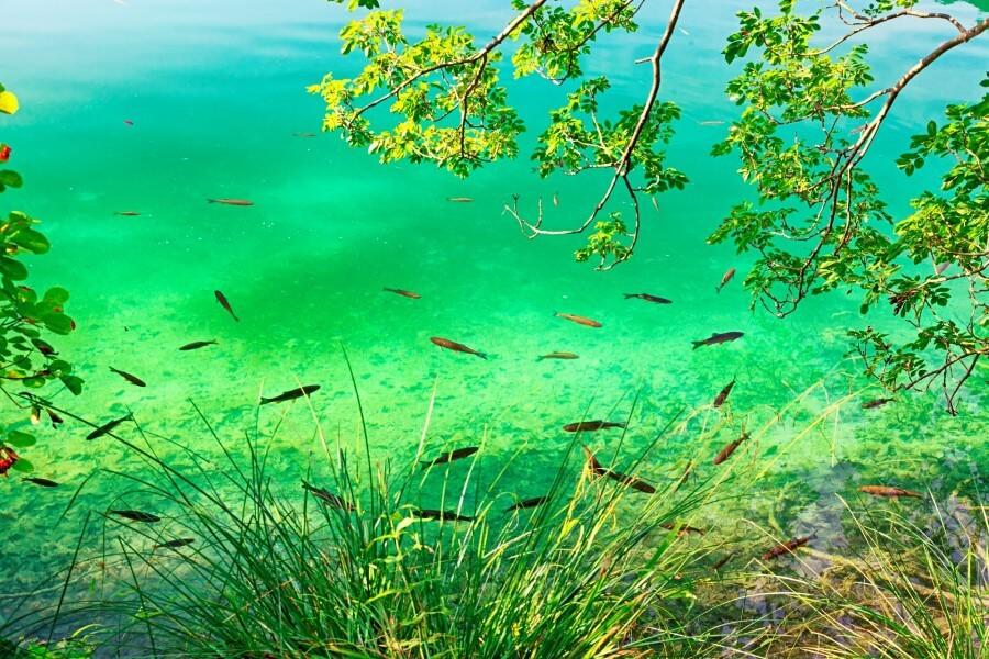 Fish in Plitvice Lakes National Park, Croatia