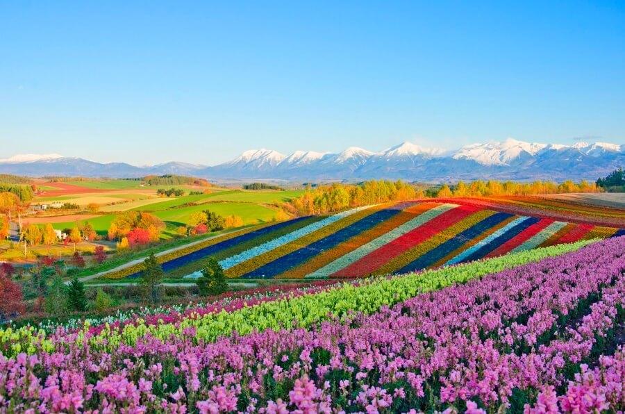 Shikisai Hill Flower Gardens in Biei, Japan