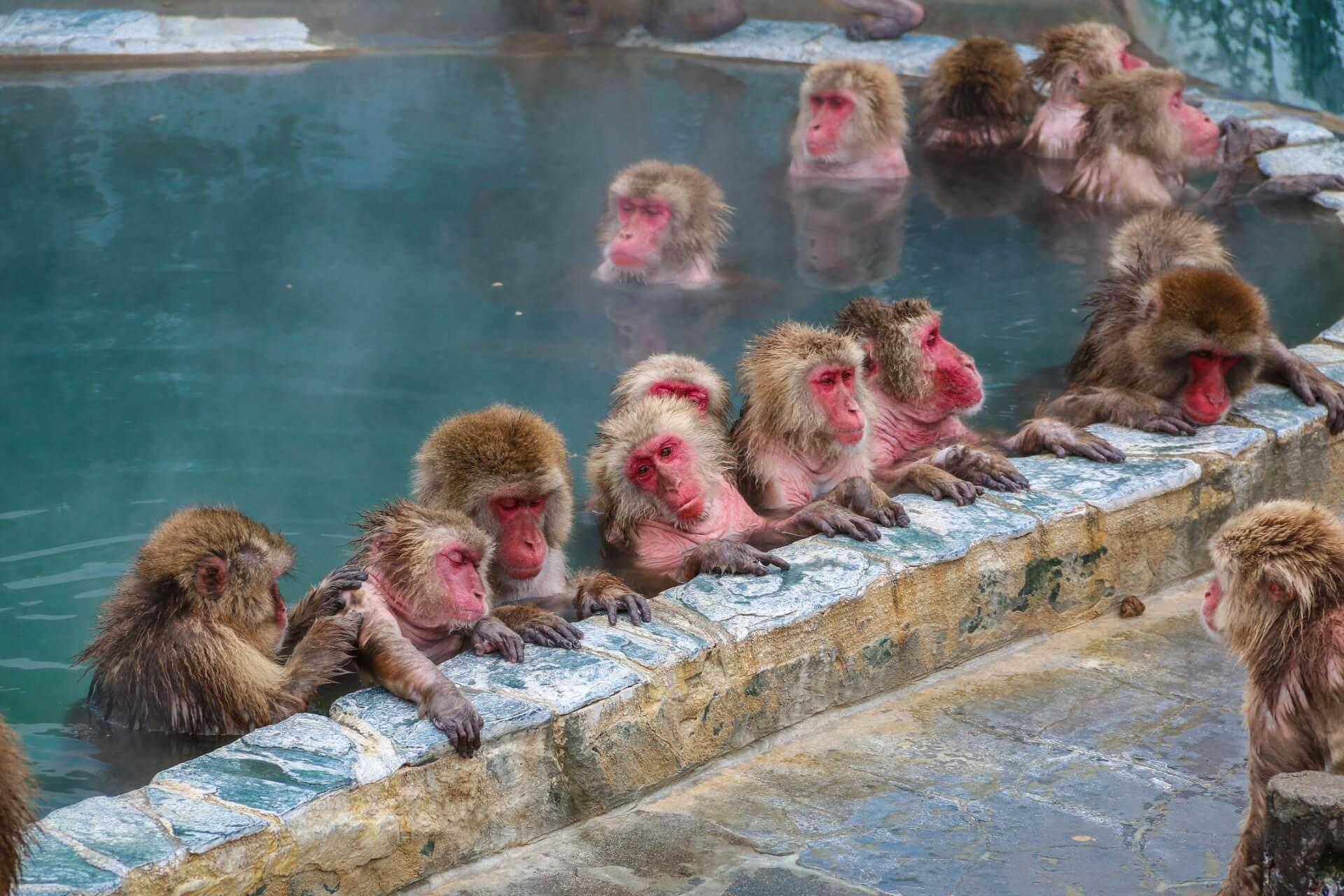 Japanese Macaque Monkeys in an Onsen