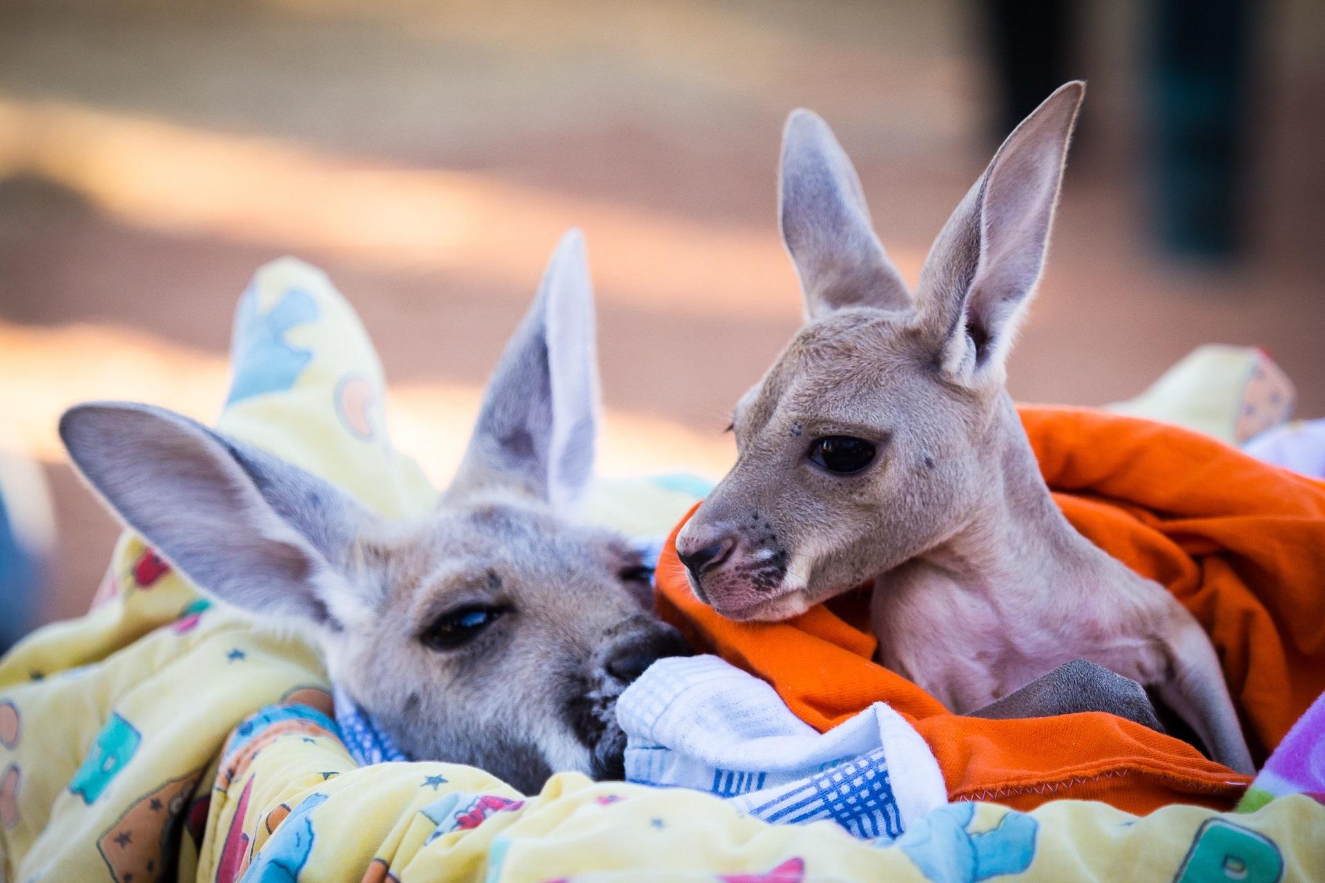 The Kangaroo Sanctuary in the Northern Territory