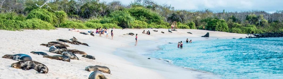 Sea lions in the National Park of the Galapagos Islands in Ecuador