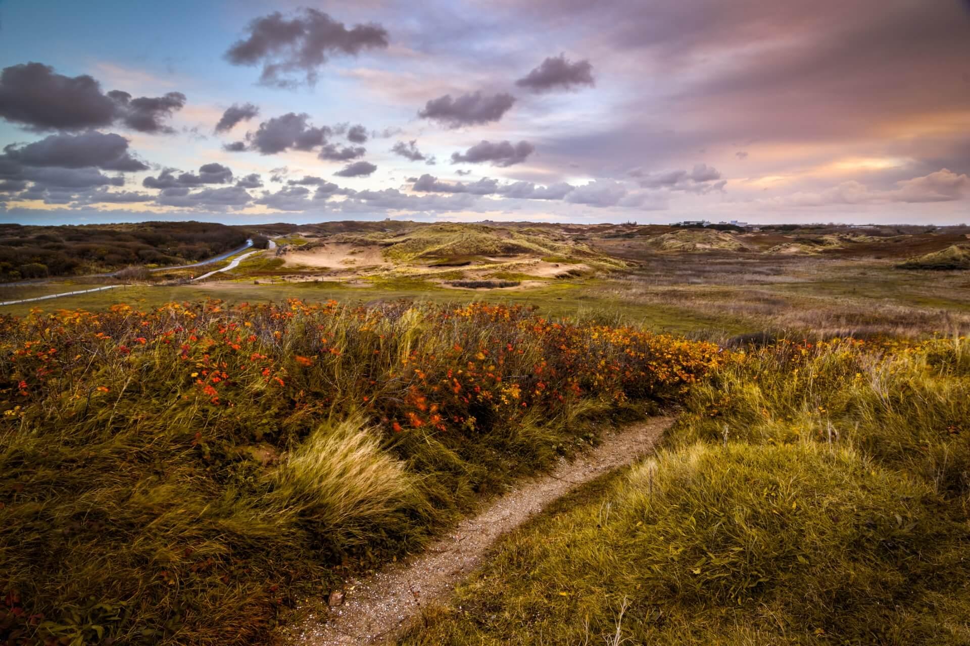 Dune landscape in Katwijk