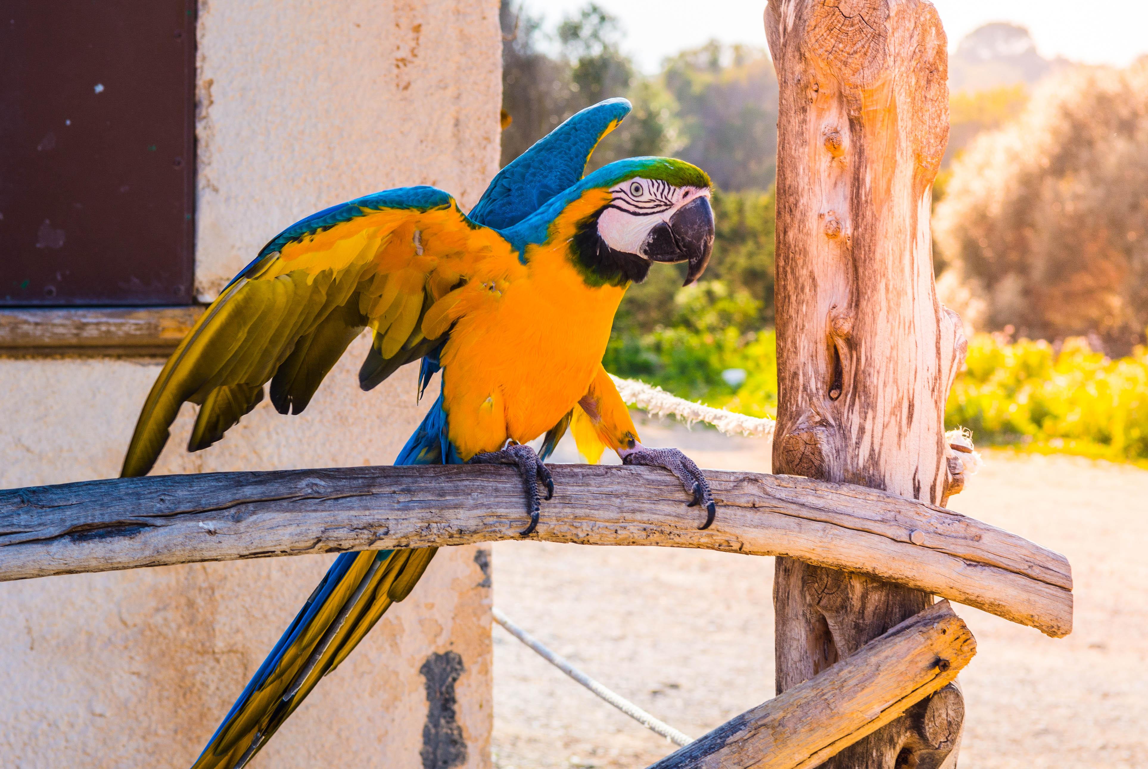 Parrot, Cala Millor, Porto Cristo