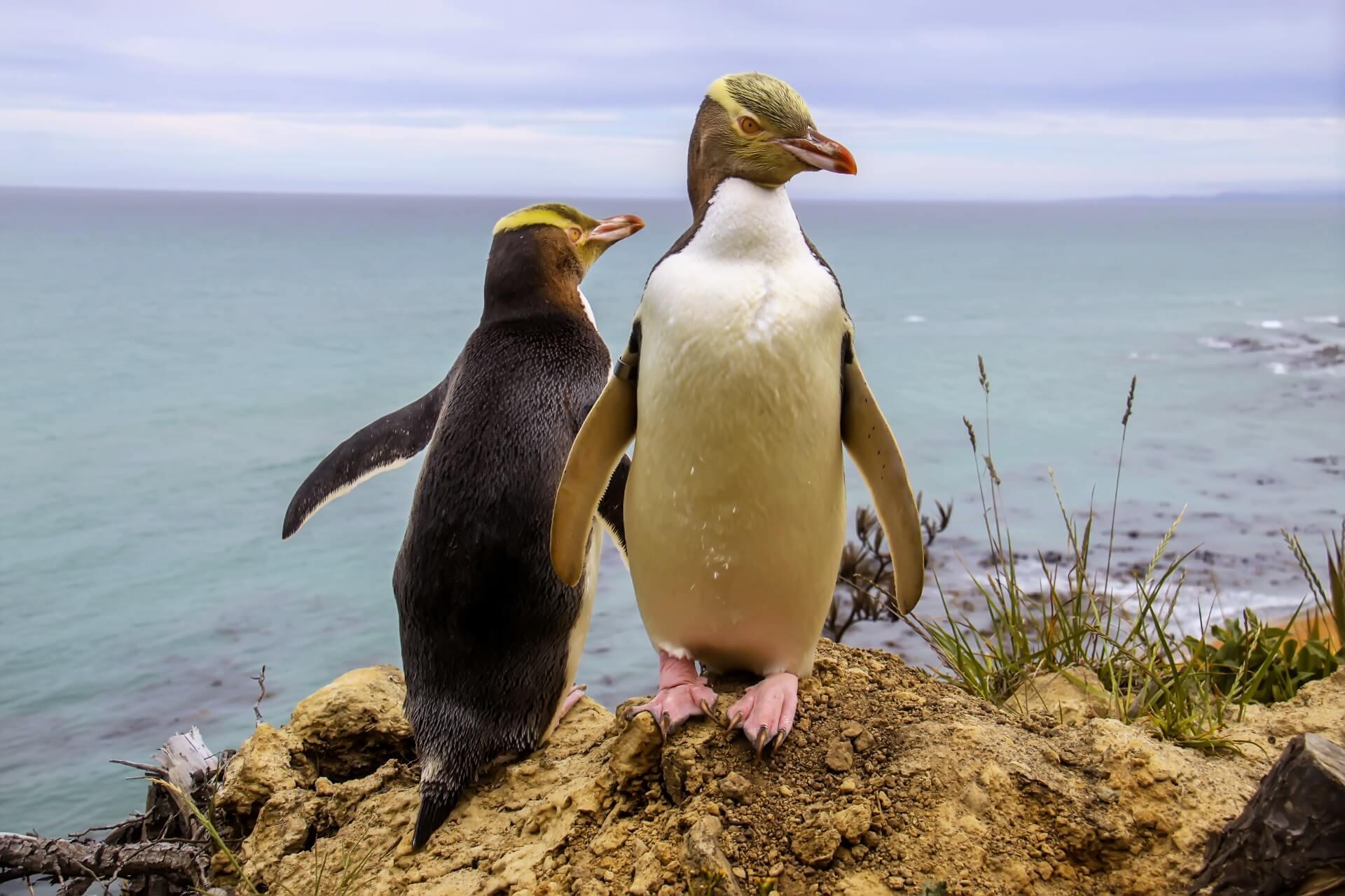 Yellow-eyed penguins on the Otago Peninsula