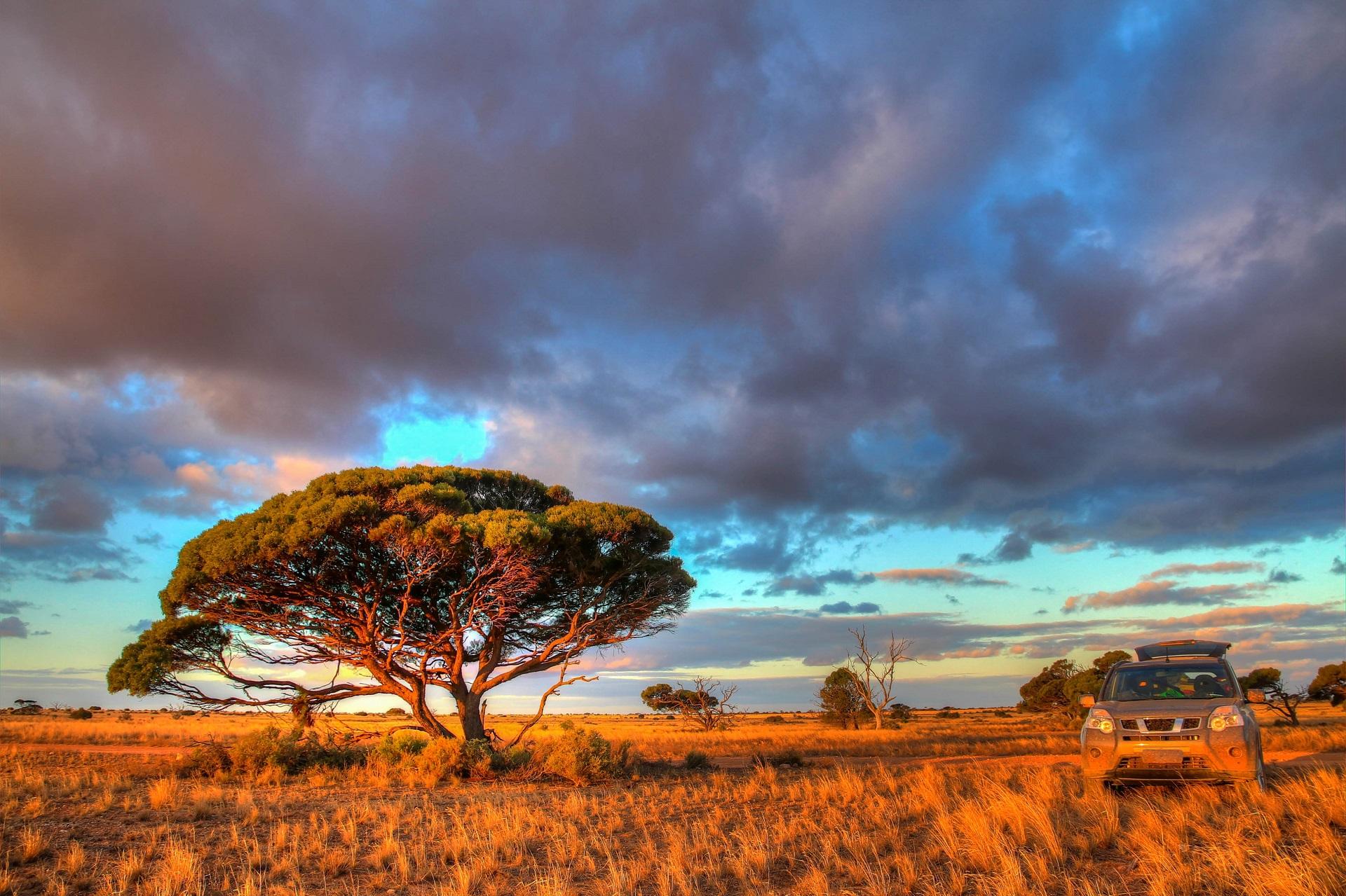 Animals in Southern Australia Outback