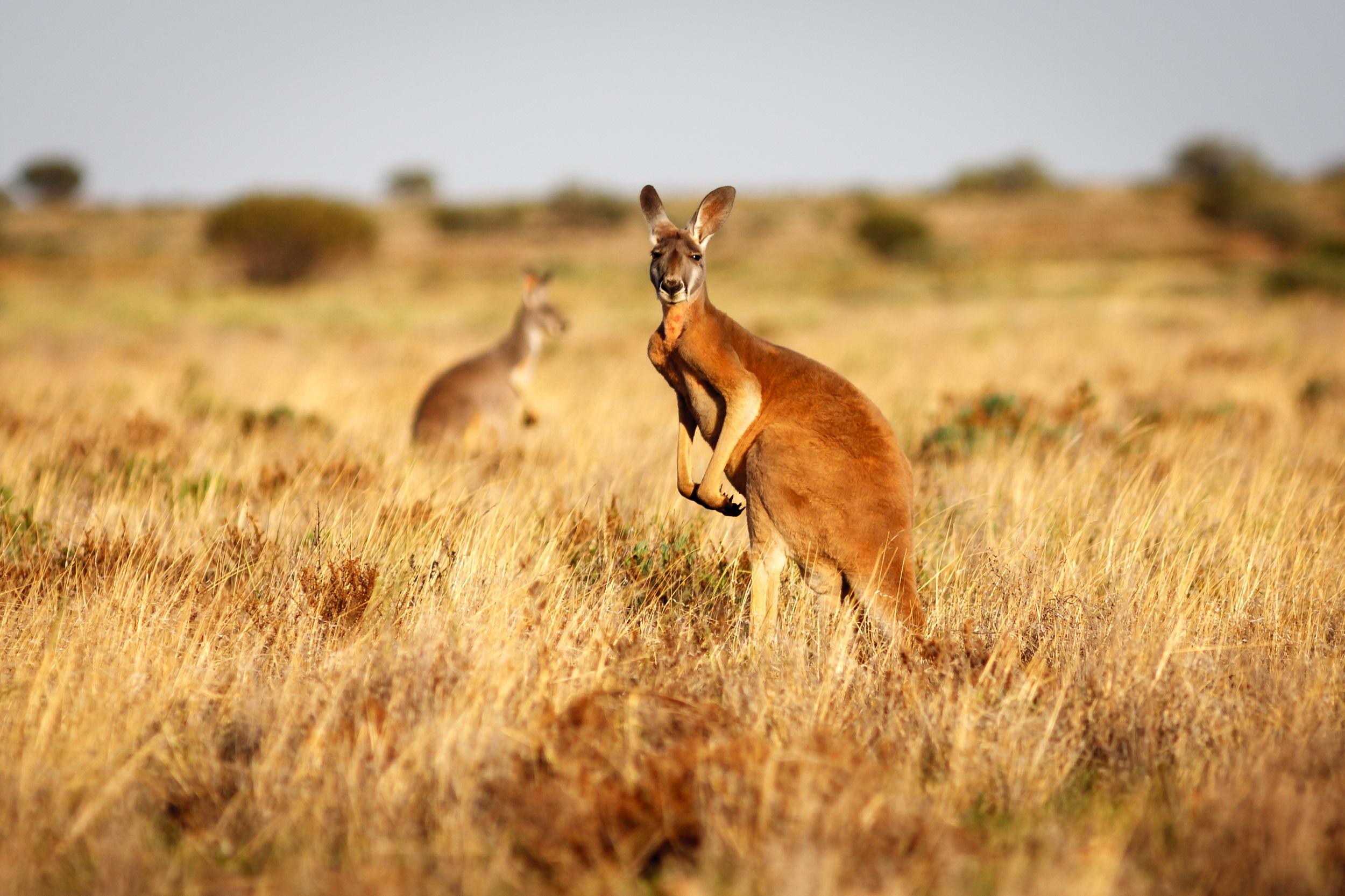 Outback Australia