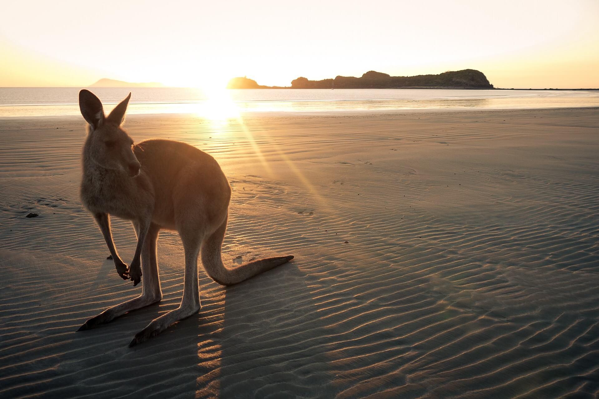 A kangaroo on the beach in Australia.