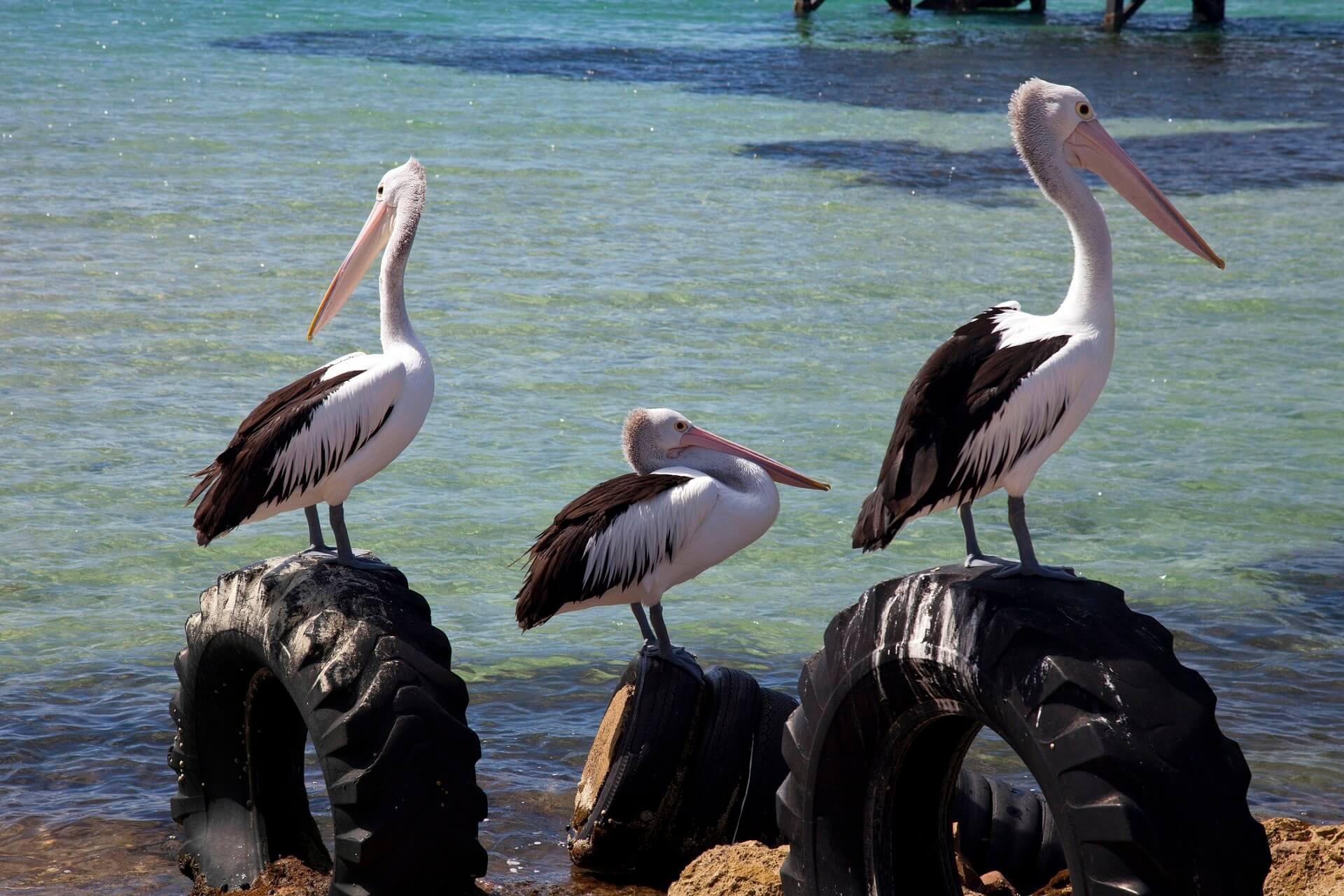 Pelicans at the Spit in Surfers Paradise, Australia.