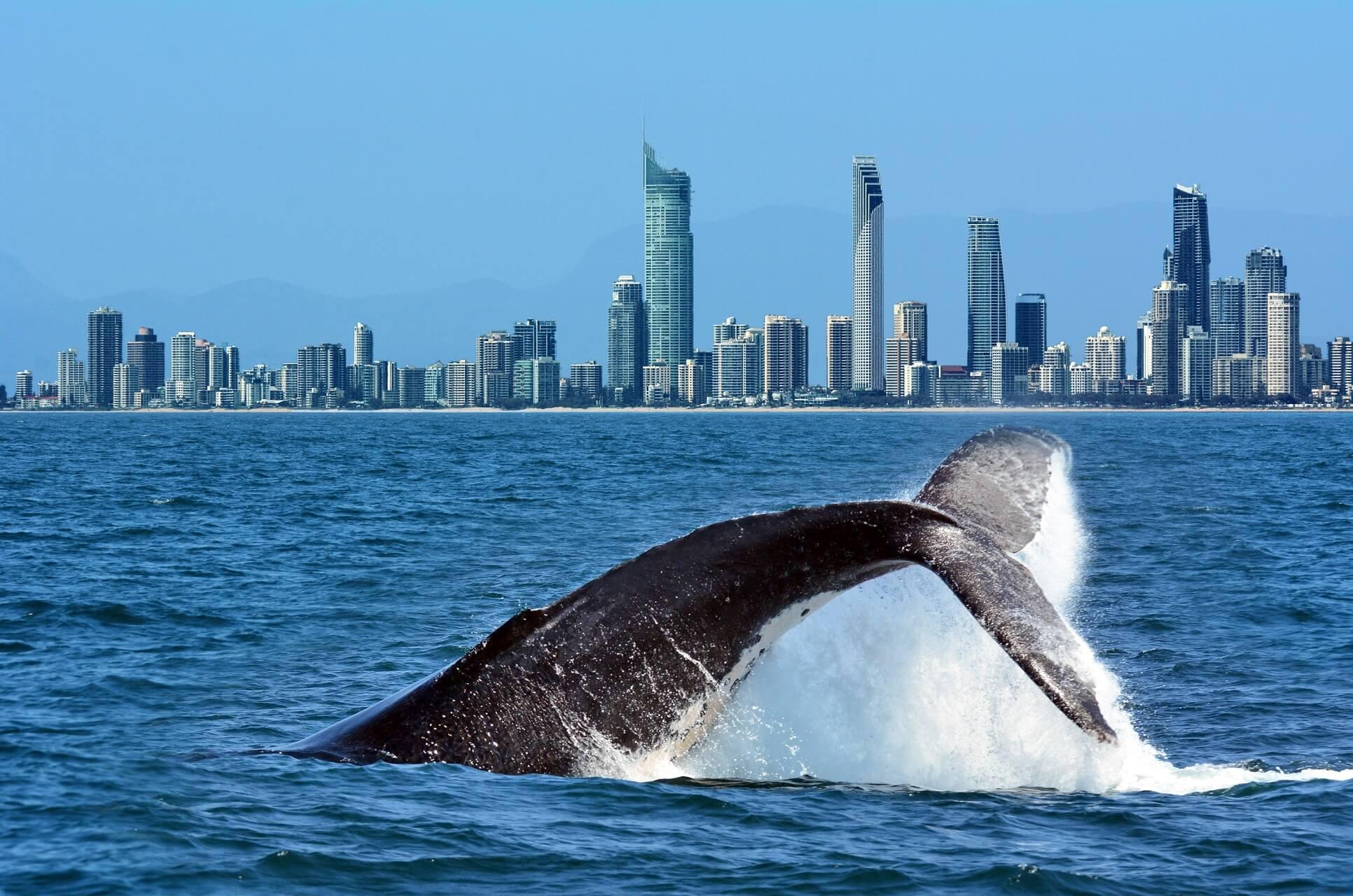 Whale watching off the east coast of Australia near Surfers Paradise on the Gold Coast.