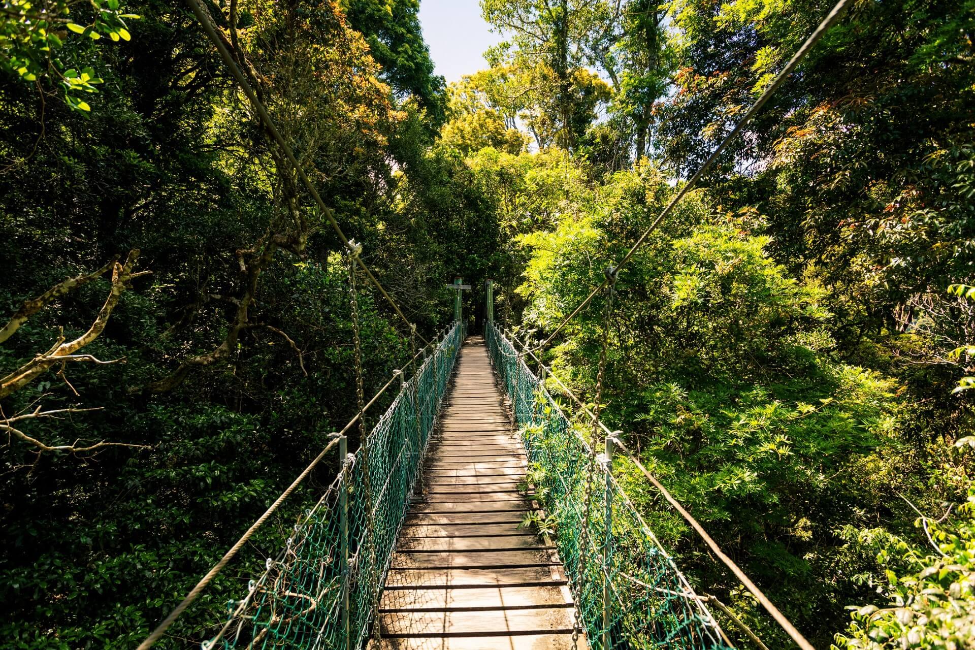 A suspension bridge leading into the green jungle on a rainforest hike in the hinterland of the Gold Coast, Australia.
