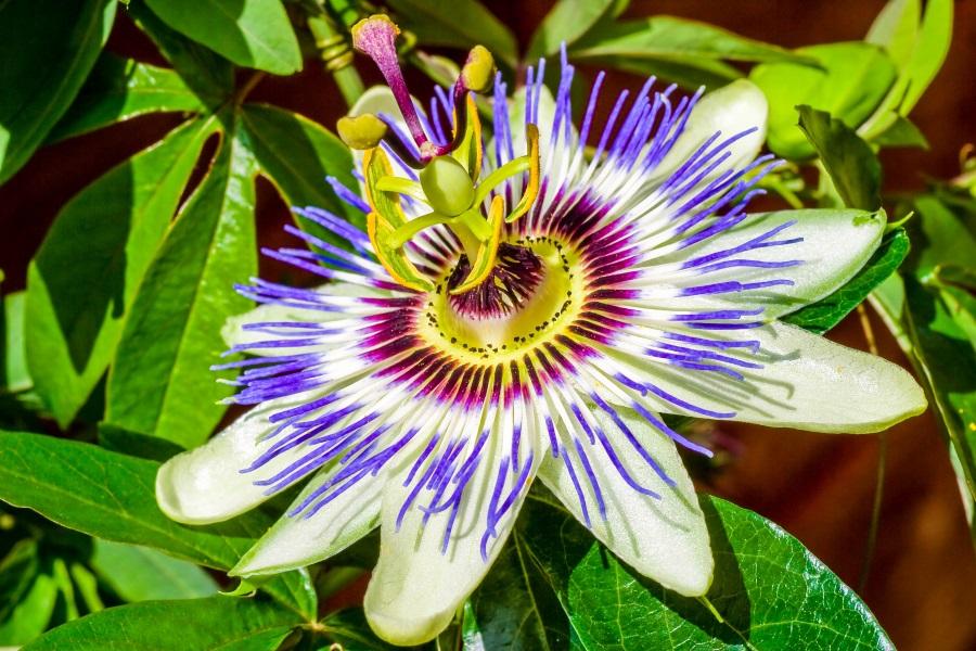 A passion flower in full bloom