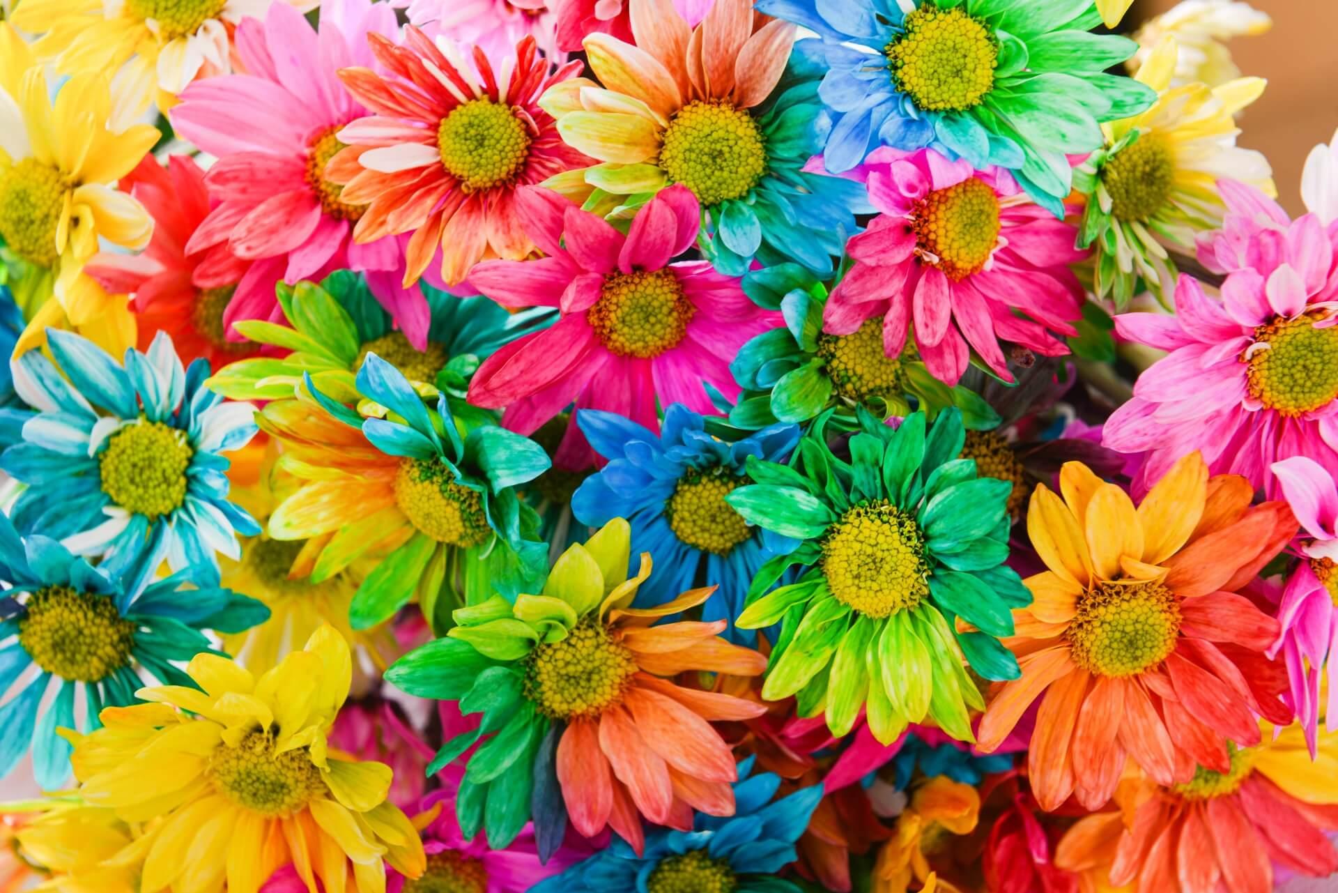 Flores coloridas