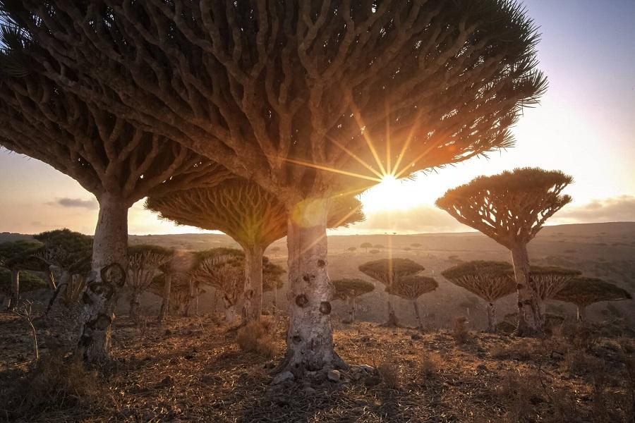 Dragon Trees in Yemen