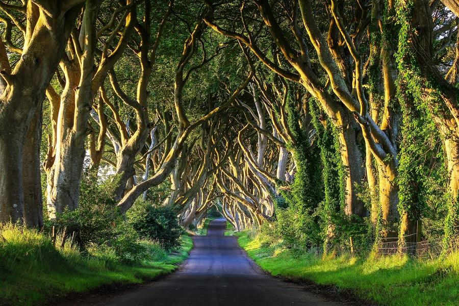The Dark Hedges in Northern Ireland