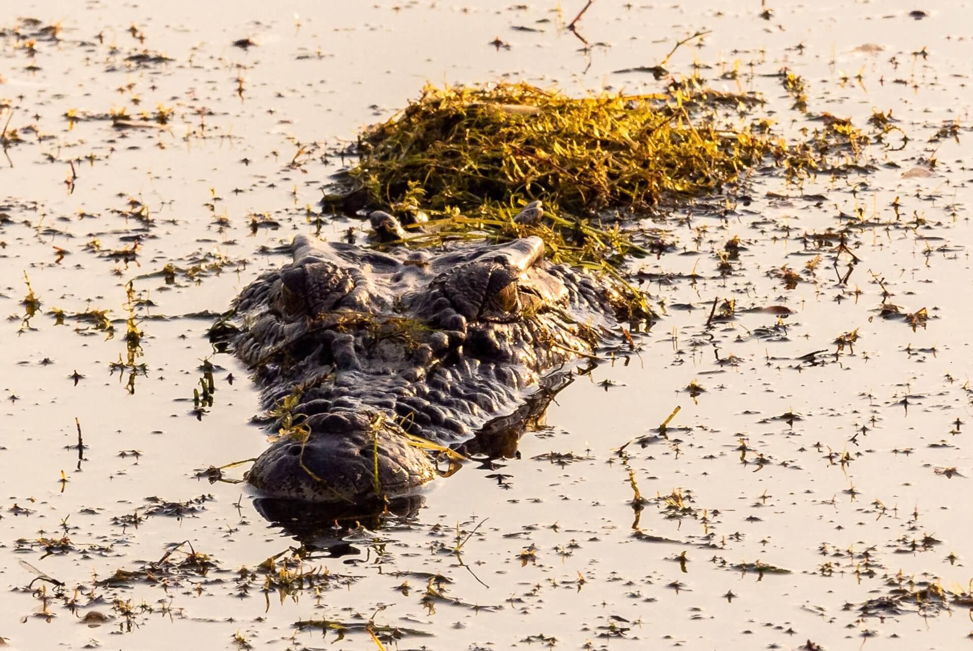 Saltwater Crocodile