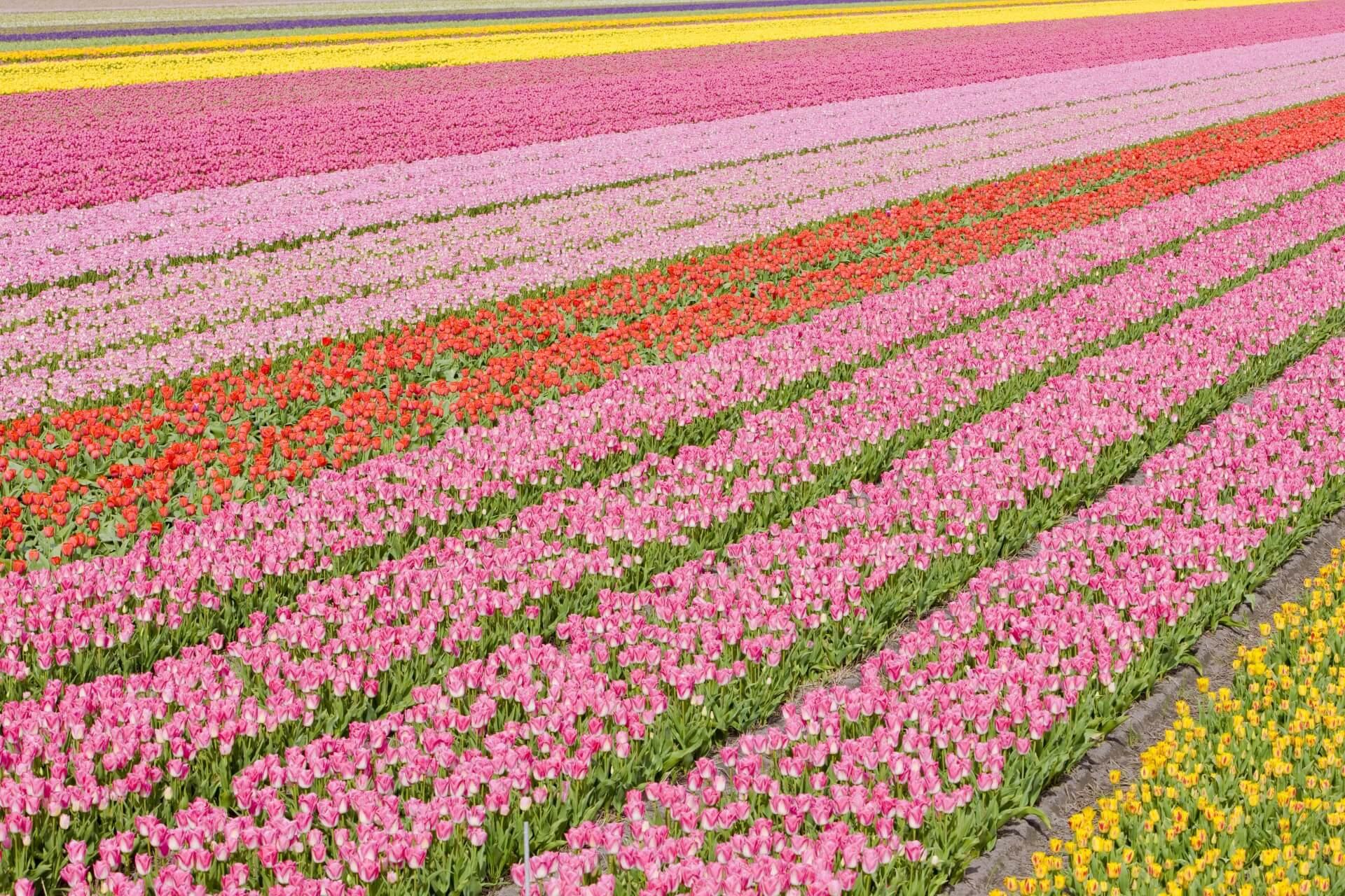 Tulip field in Noordwijk