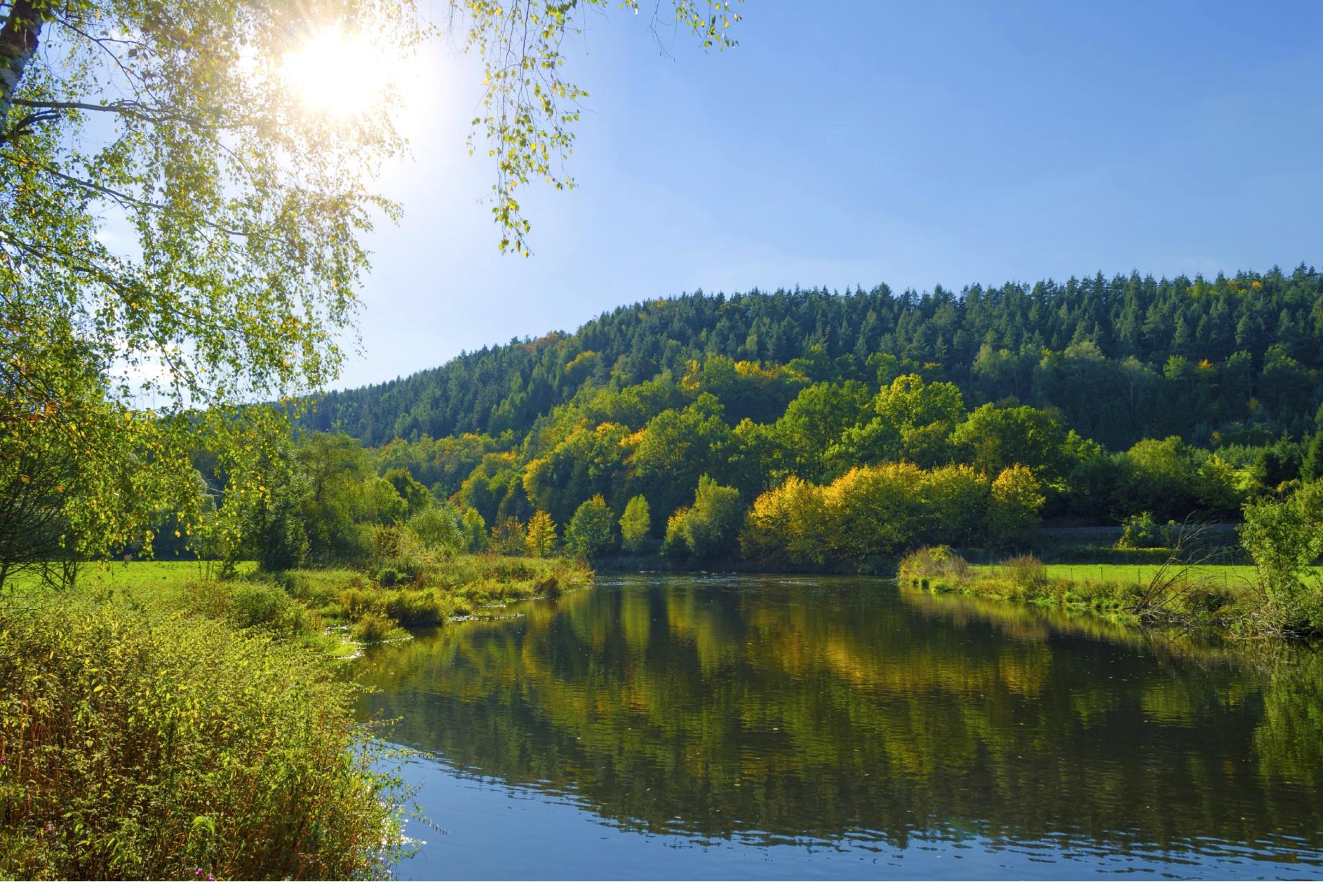Forest in Thuringia